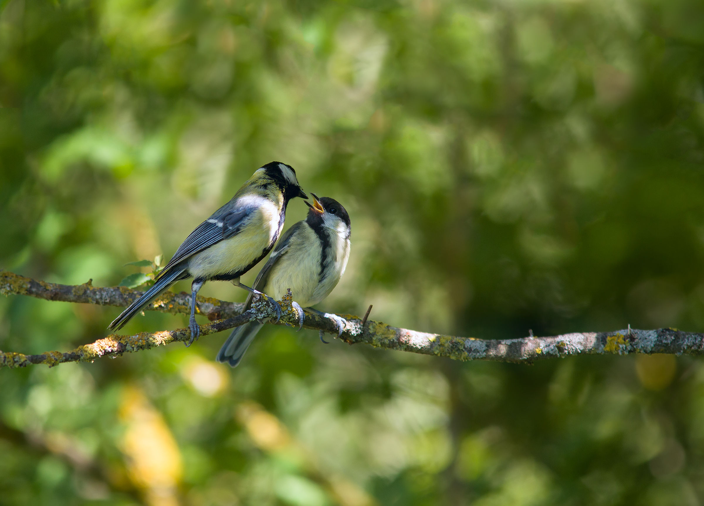 Tit with small...