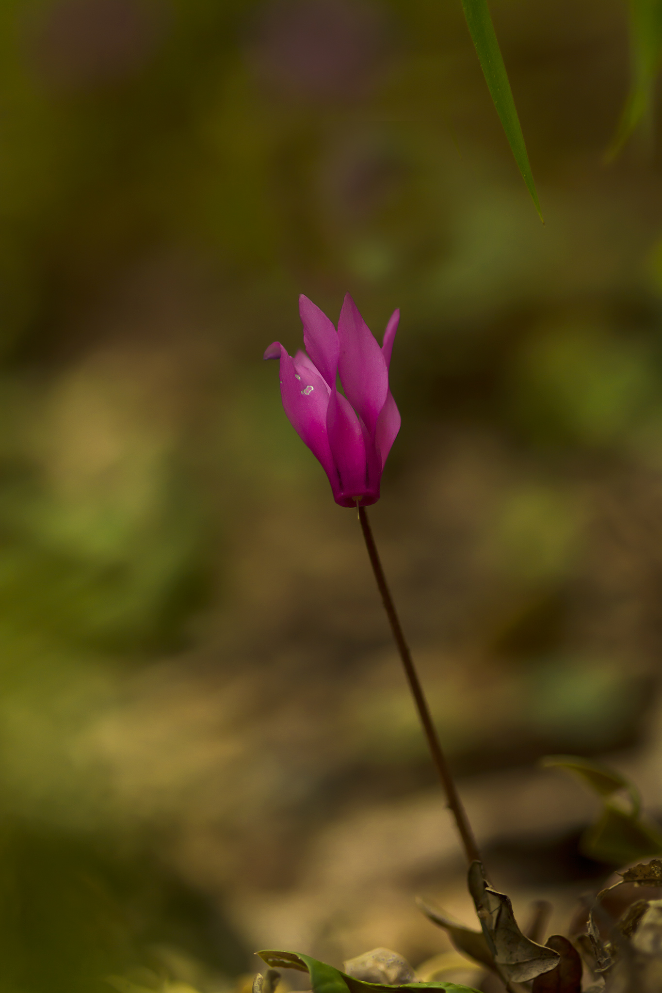 Cyclamen...