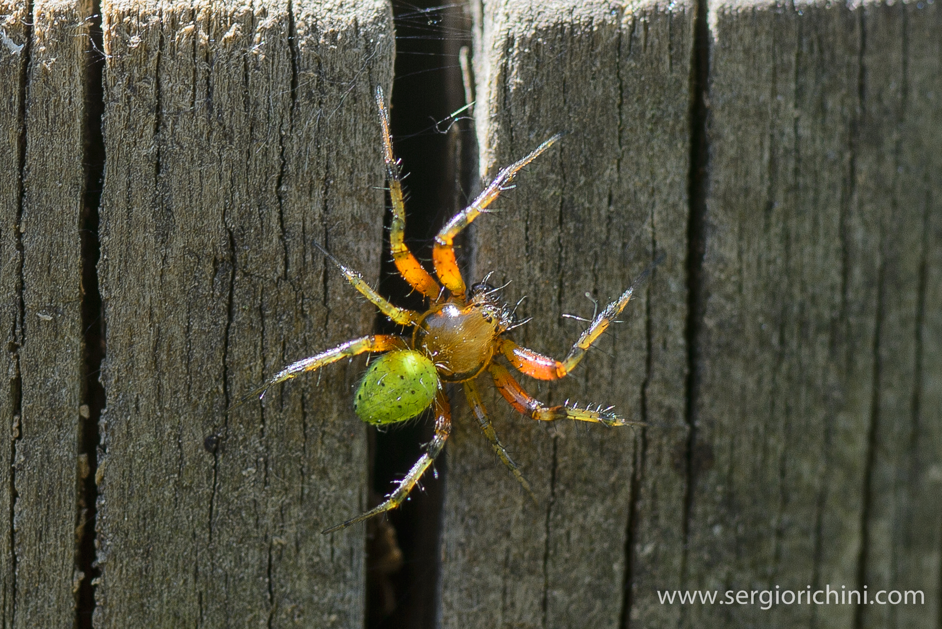 Spider of the genus Araneus...