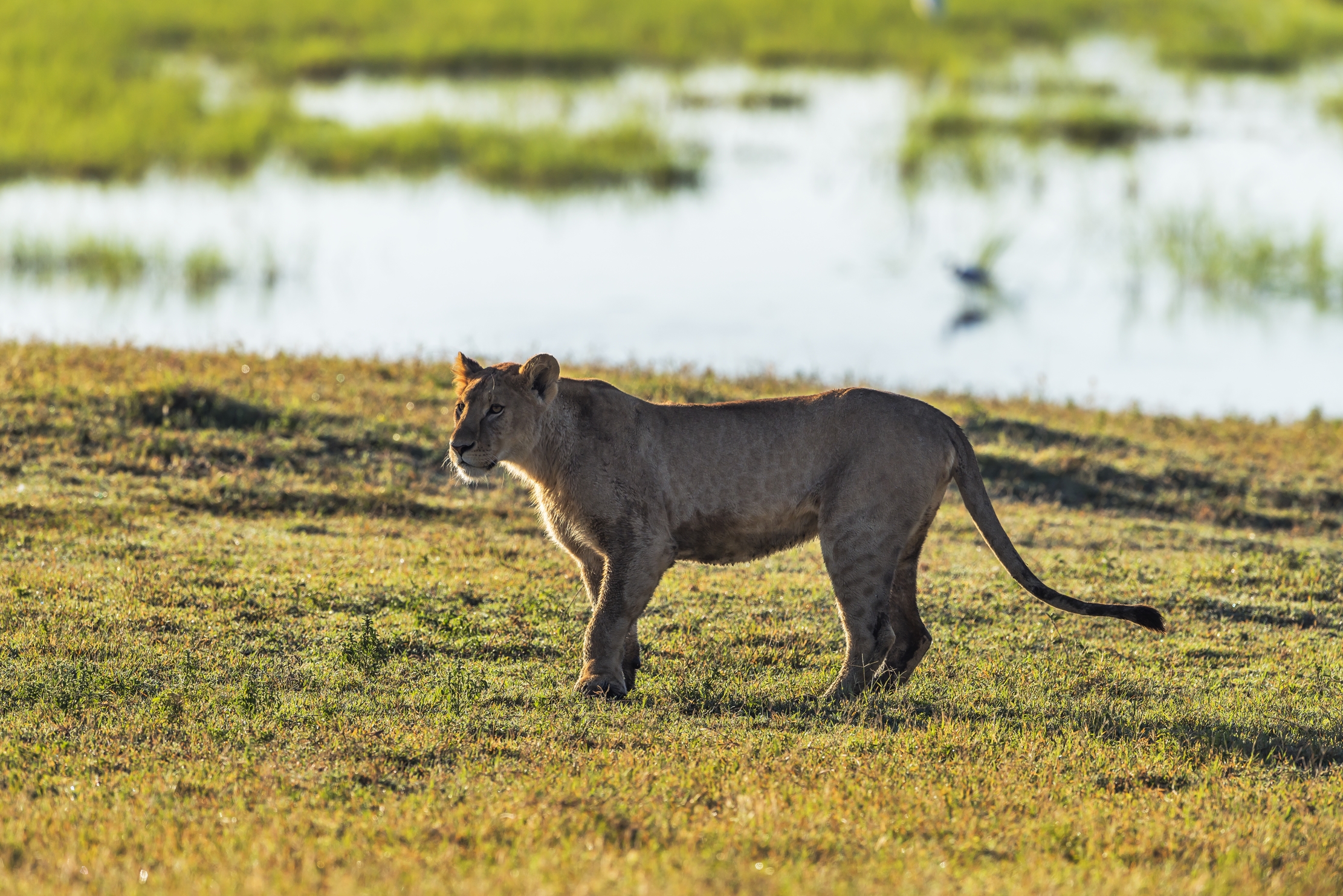 Tanzania 2016 - In the Ngorongoro crater...