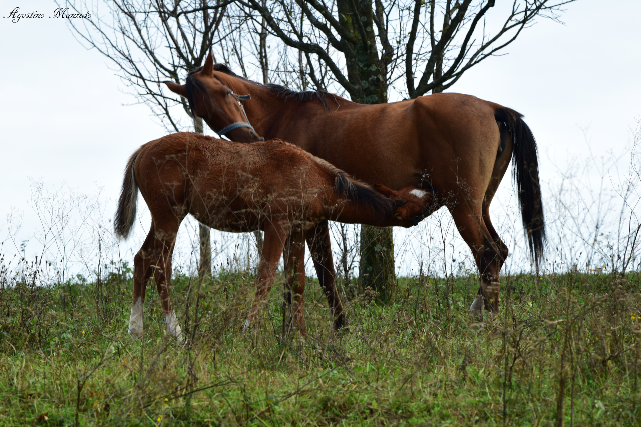 The caress of the foal...