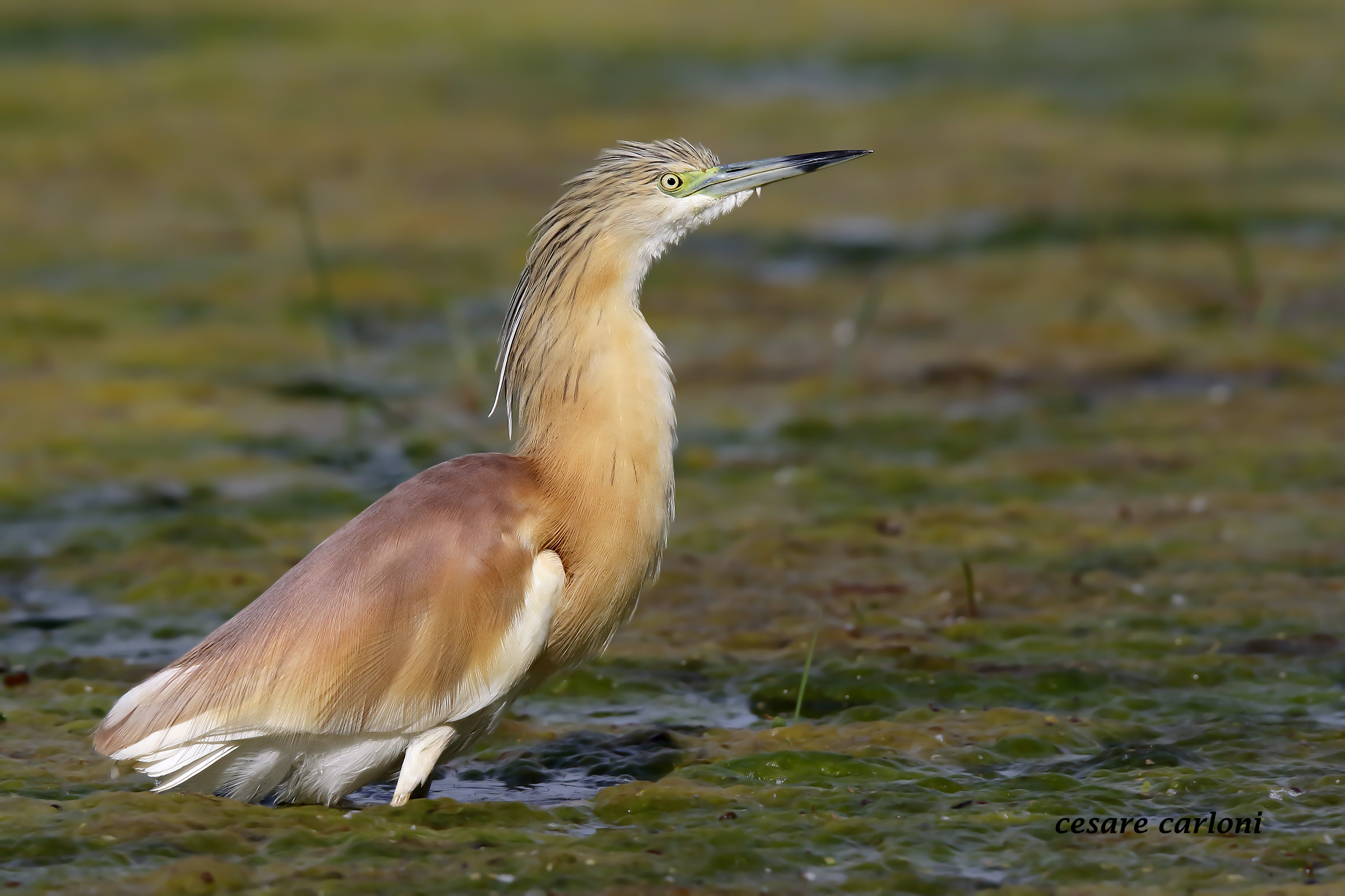 Sgarza ciuffetto (ardeola ralloides)...