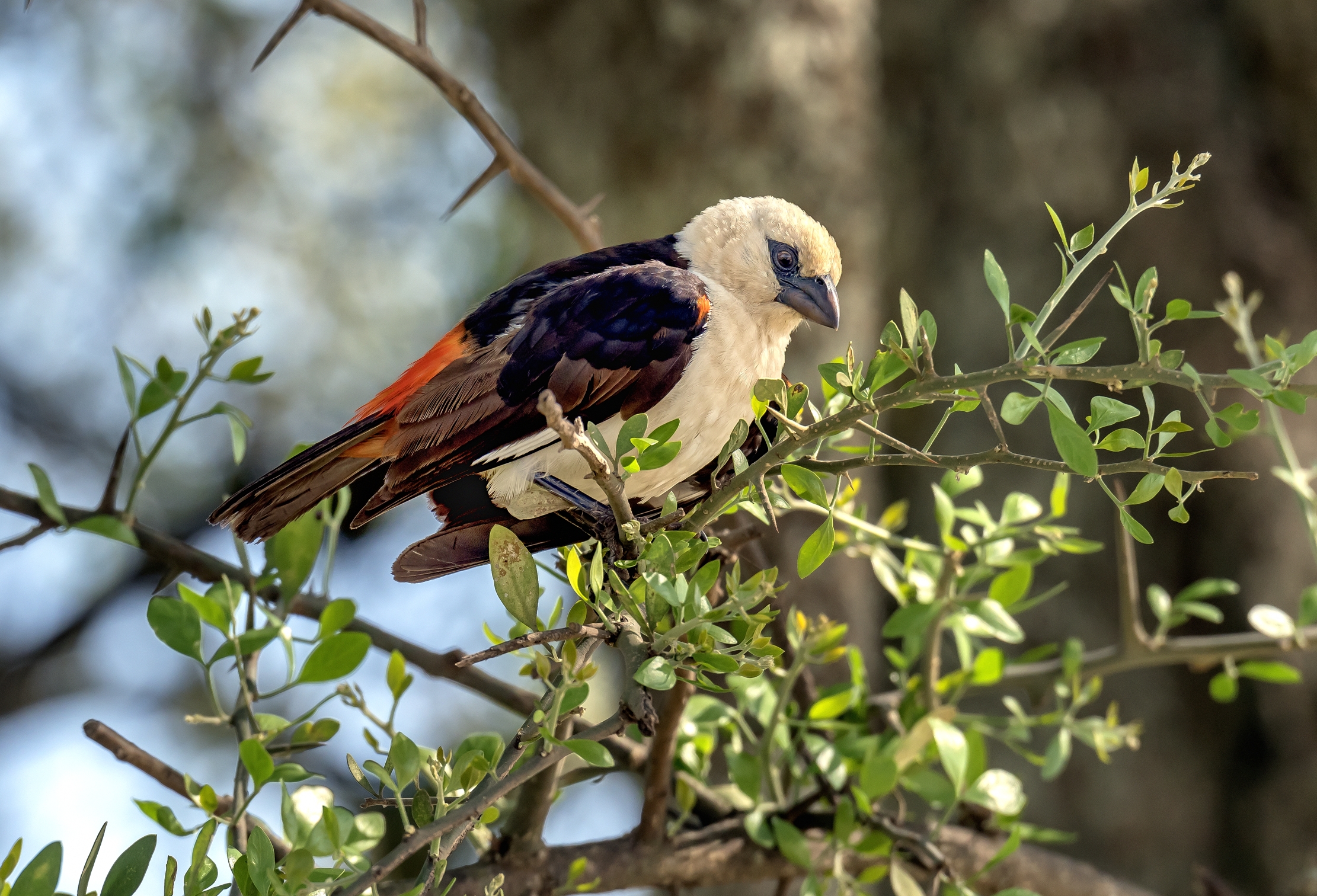 Tanzania 2016 - White-headed buffalo weaver...