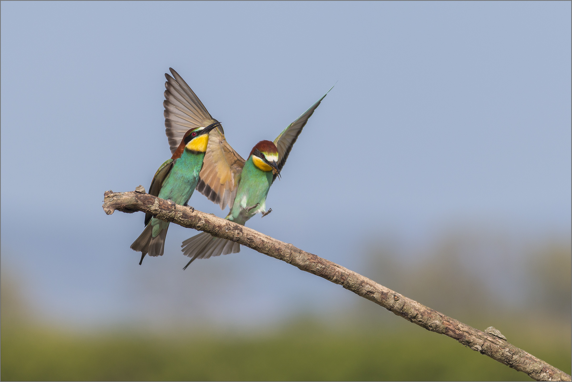 bee-eater landing with prey...