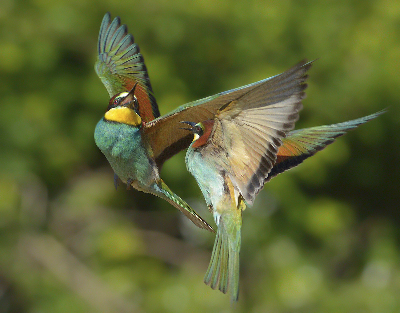 Quarrel between bee-eaters....