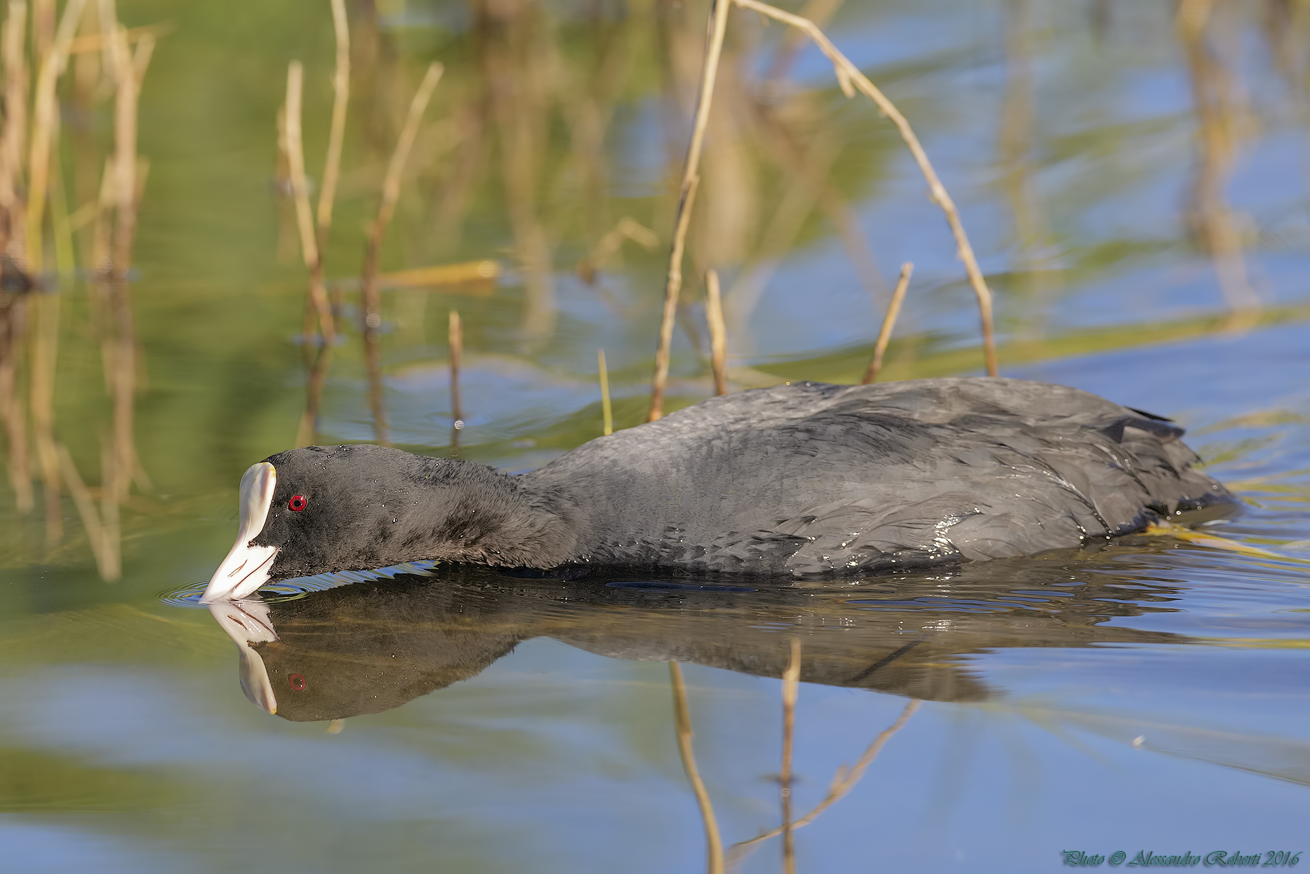 coot reflected...