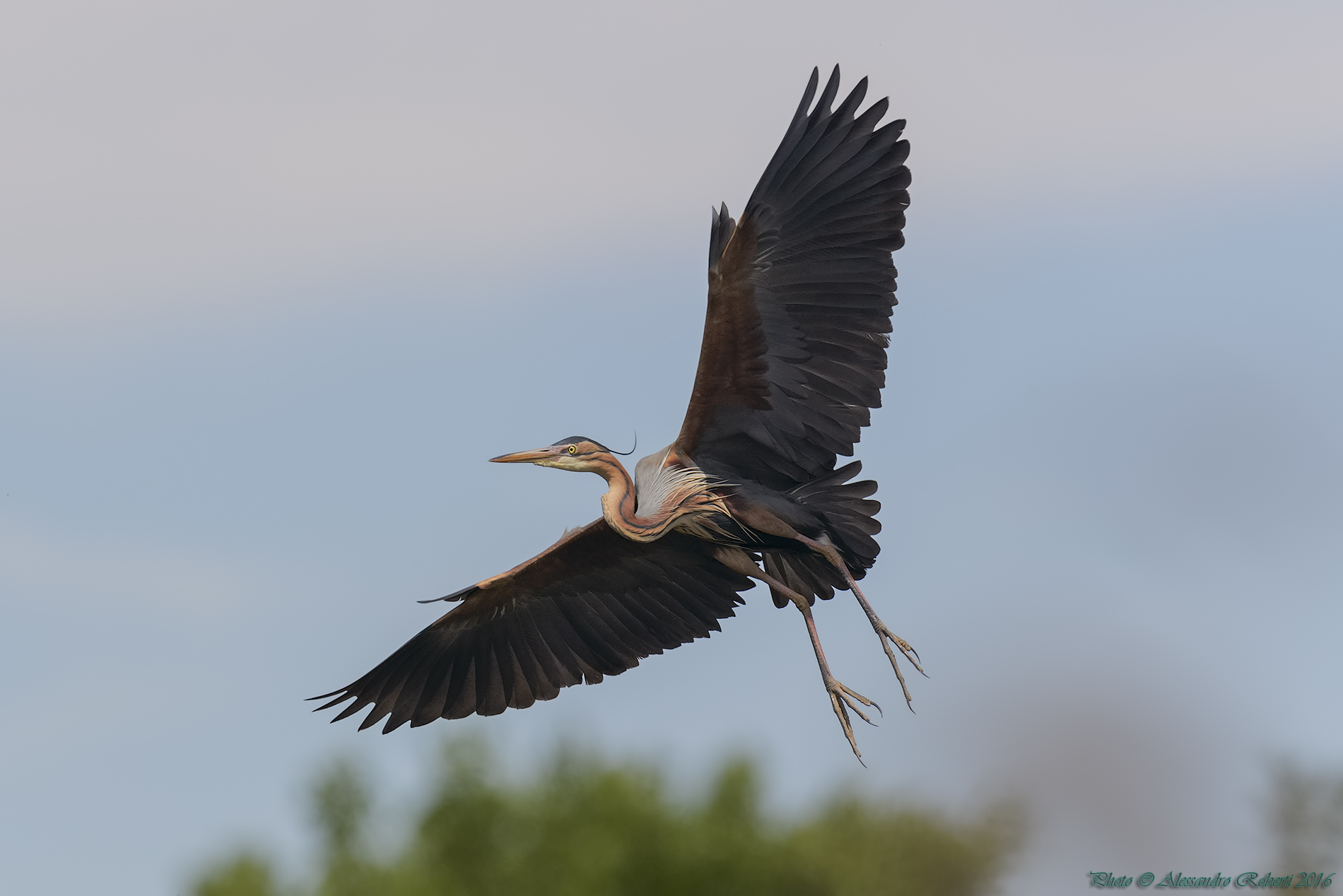 Purple Heron in flight...