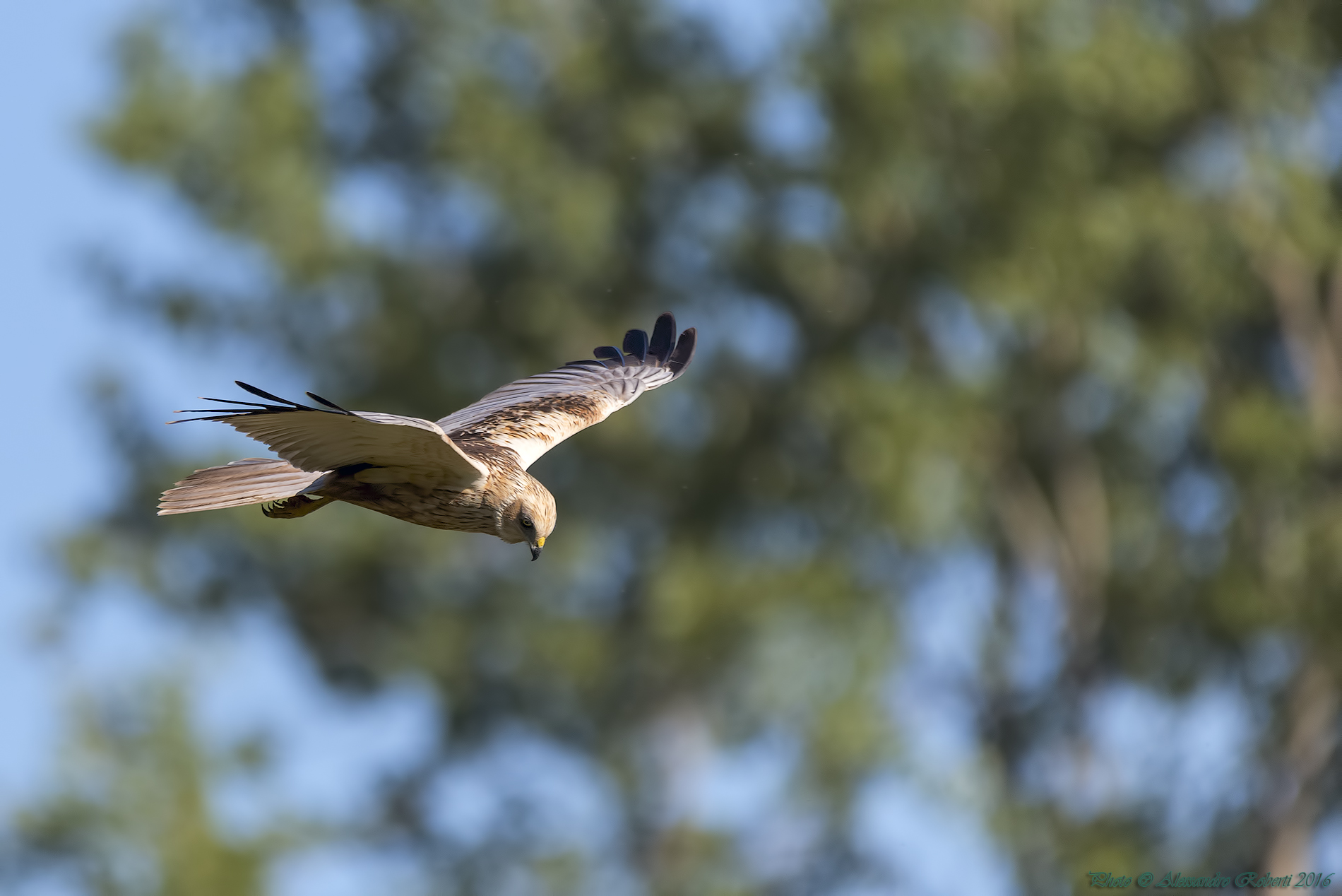 Falco di Palude (Circus aeruginosus)...