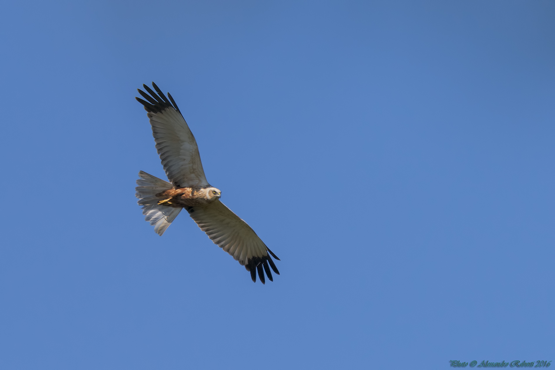 Falco di Palude (Circus aeruginosus)...