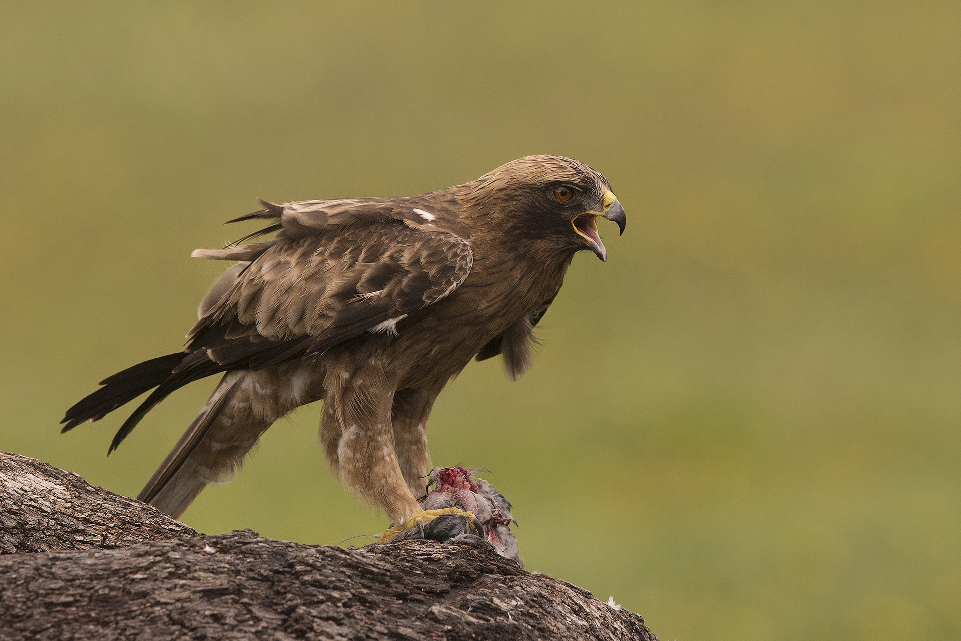 Booted Eagle (Aquila pennata)...