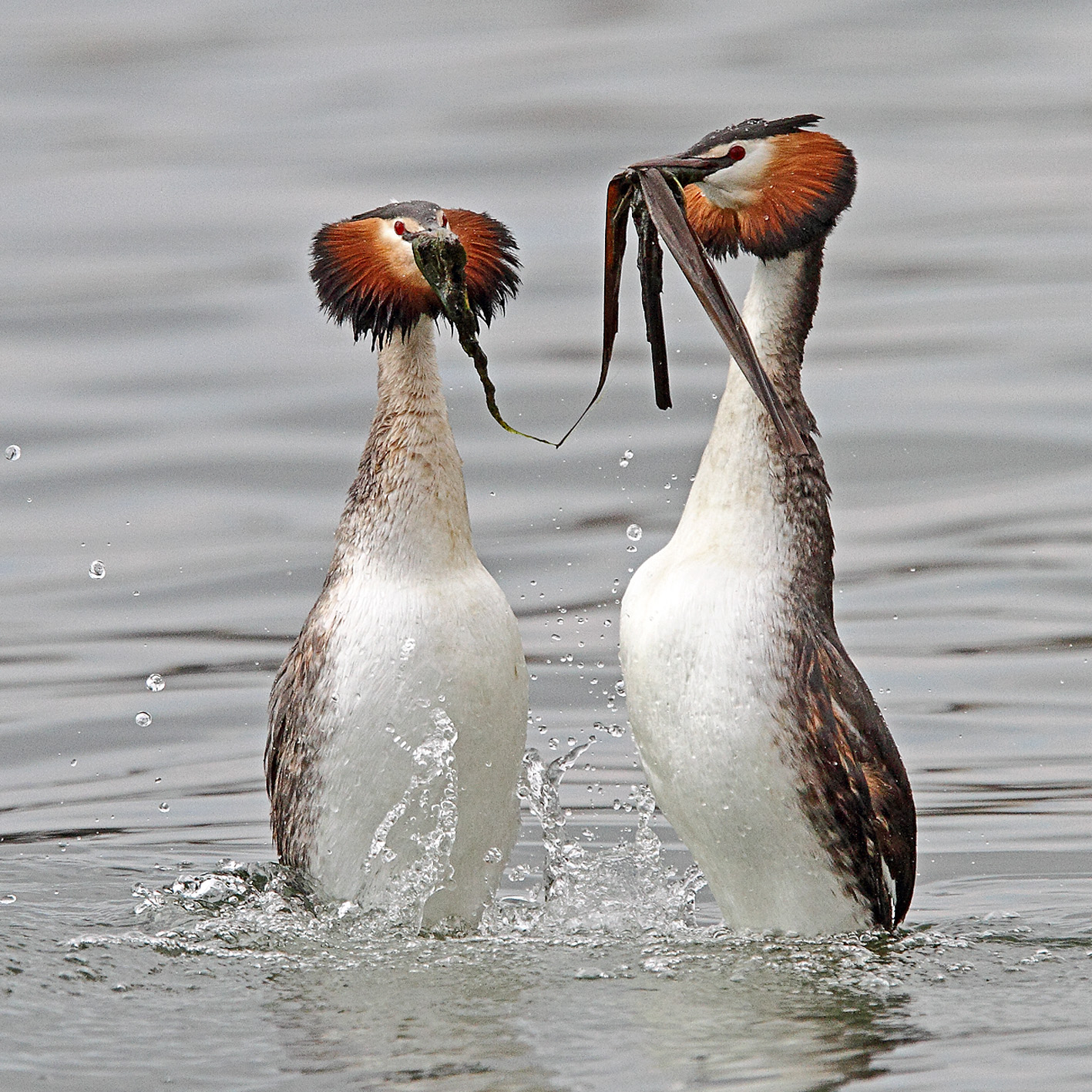 the great crested grebe mating...