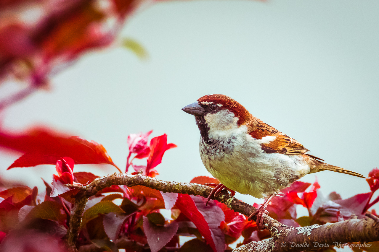 stories of sparrows and red leaves...