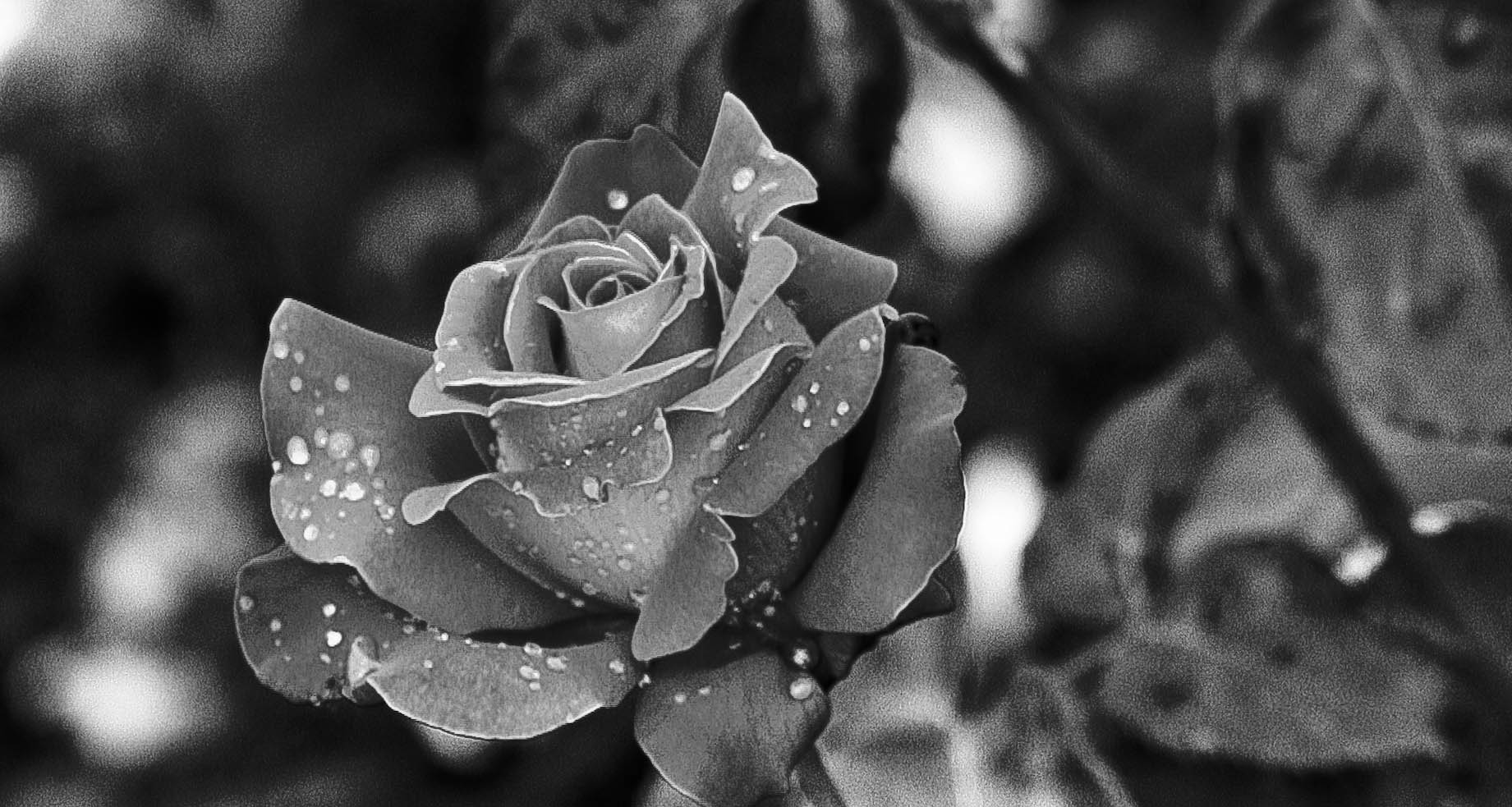 black rose...