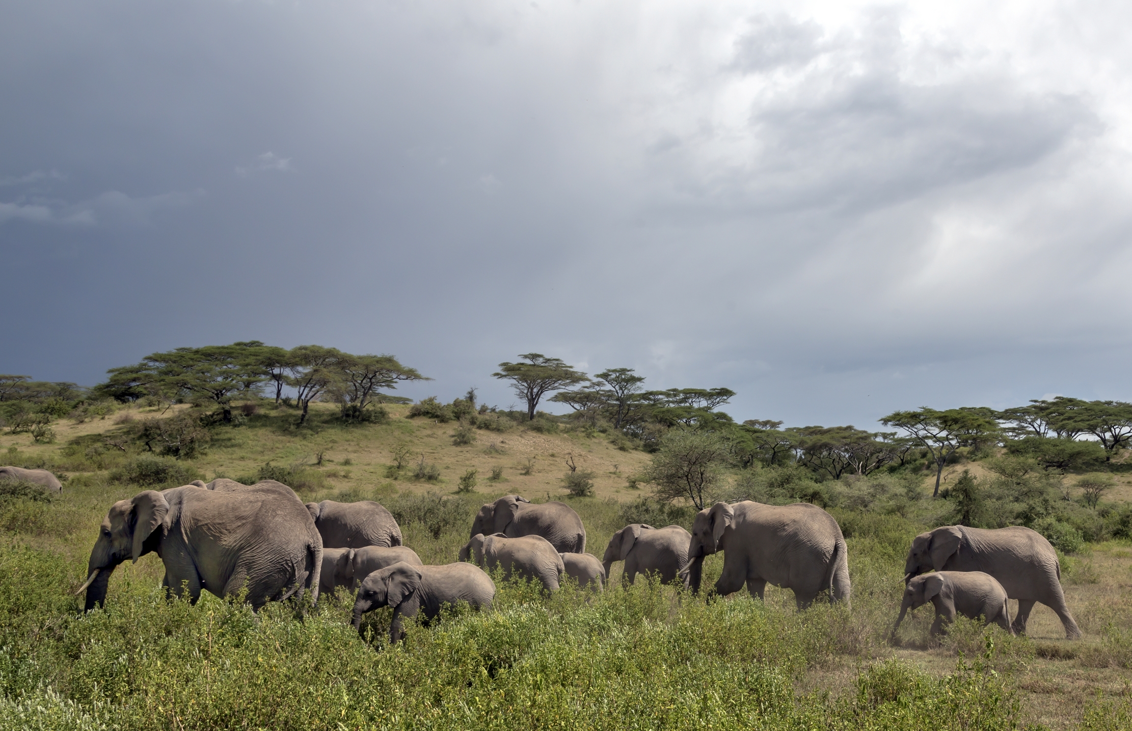 Tanzania 2016 - Elephants...