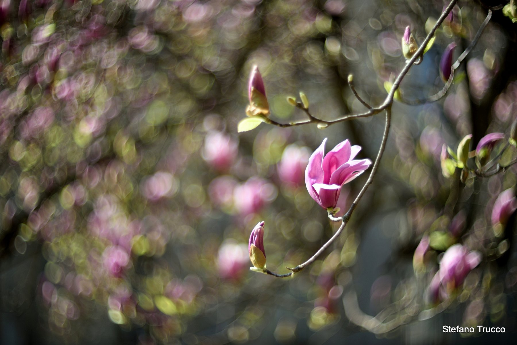 pink magnolia...