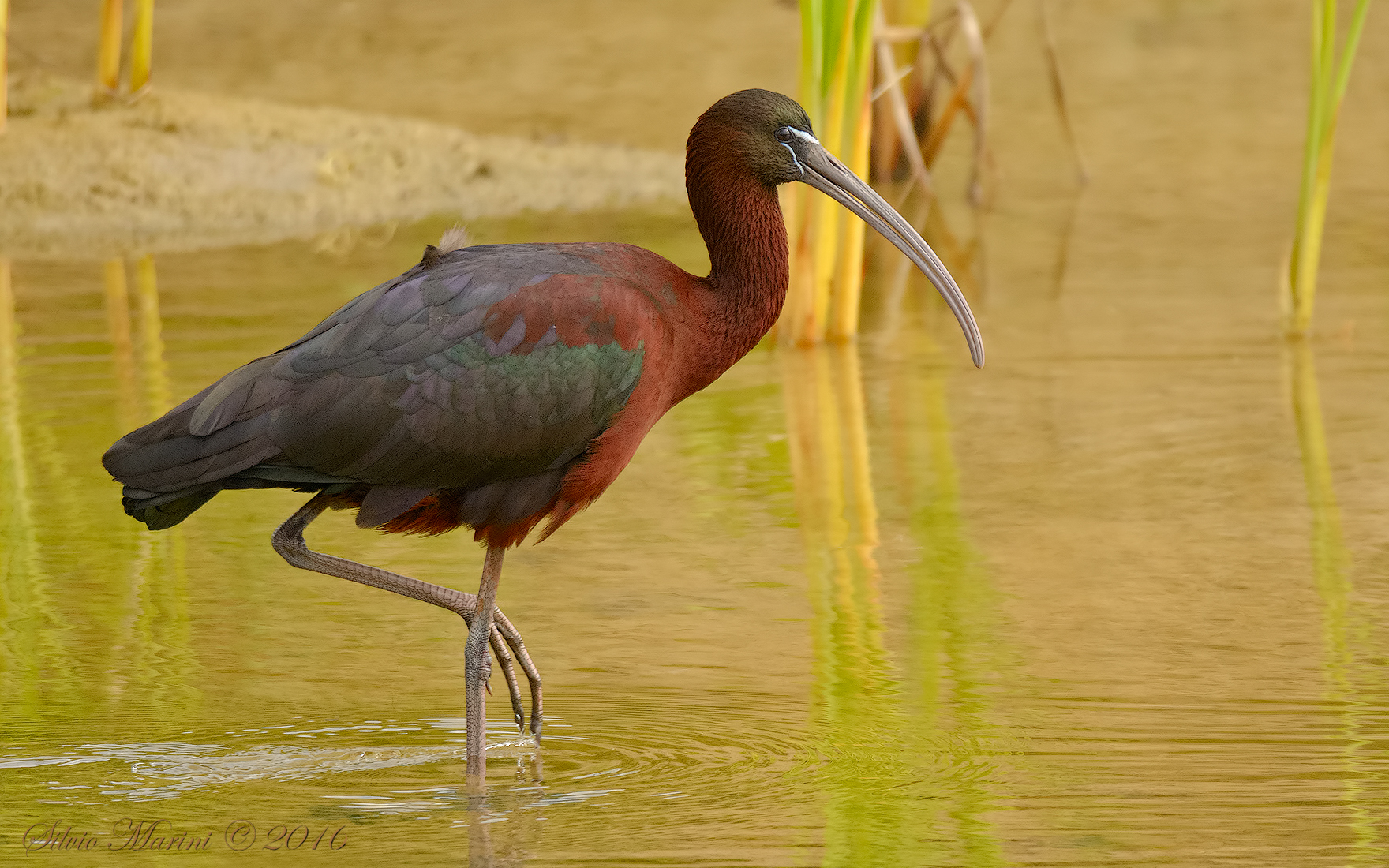 Mignattaio (Plegadis falcinellus)...