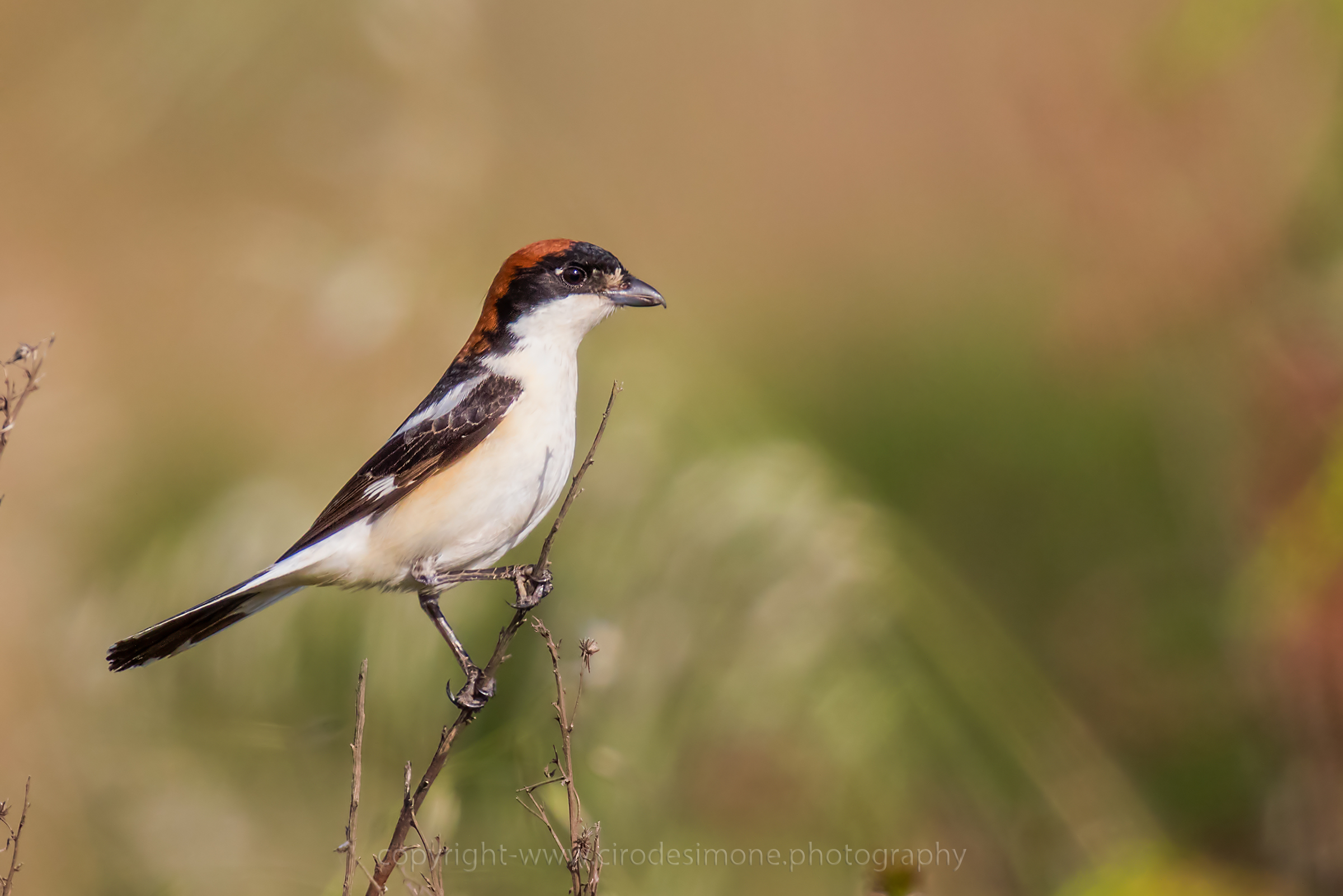 Shrike...