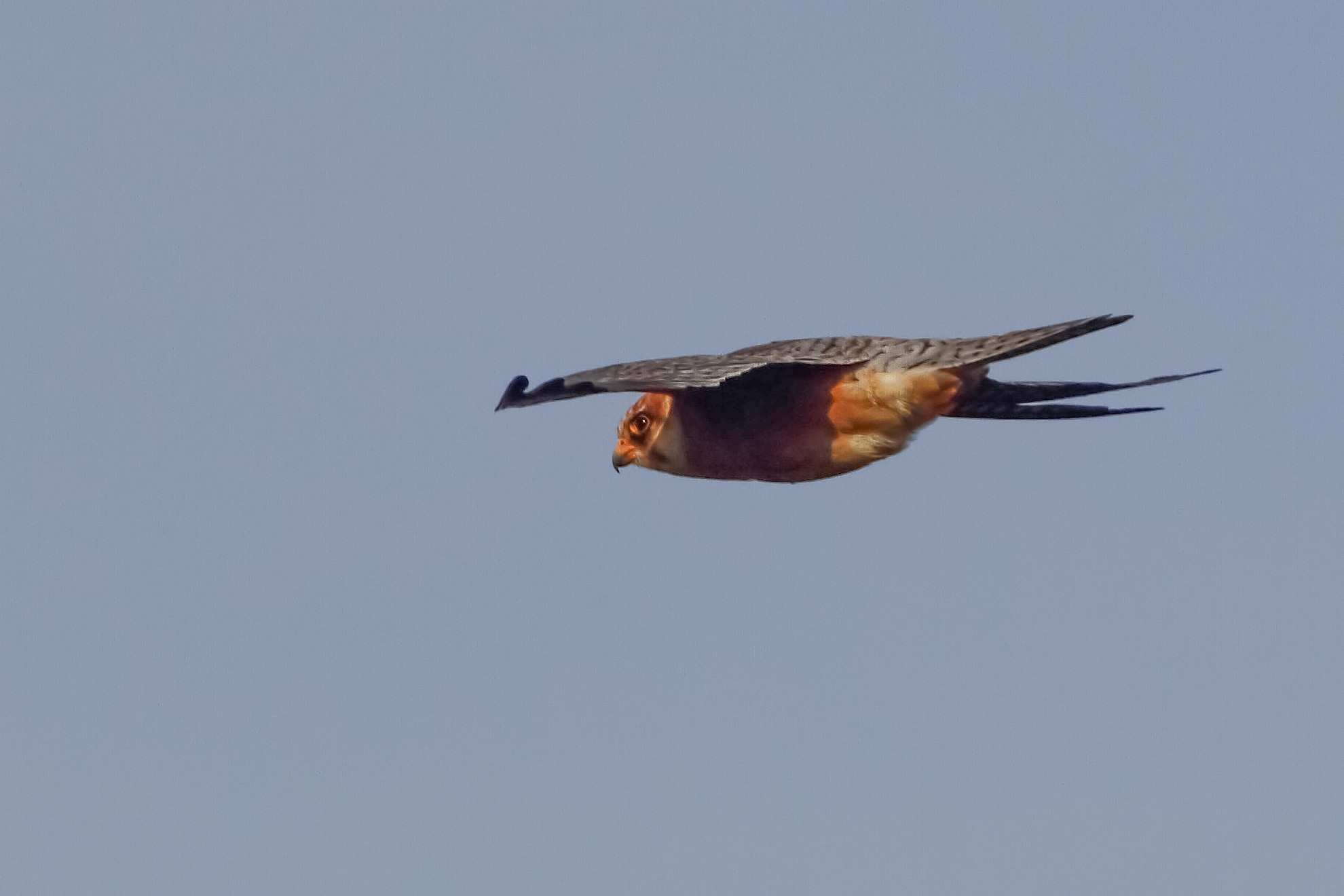 Female red-footed falcon...