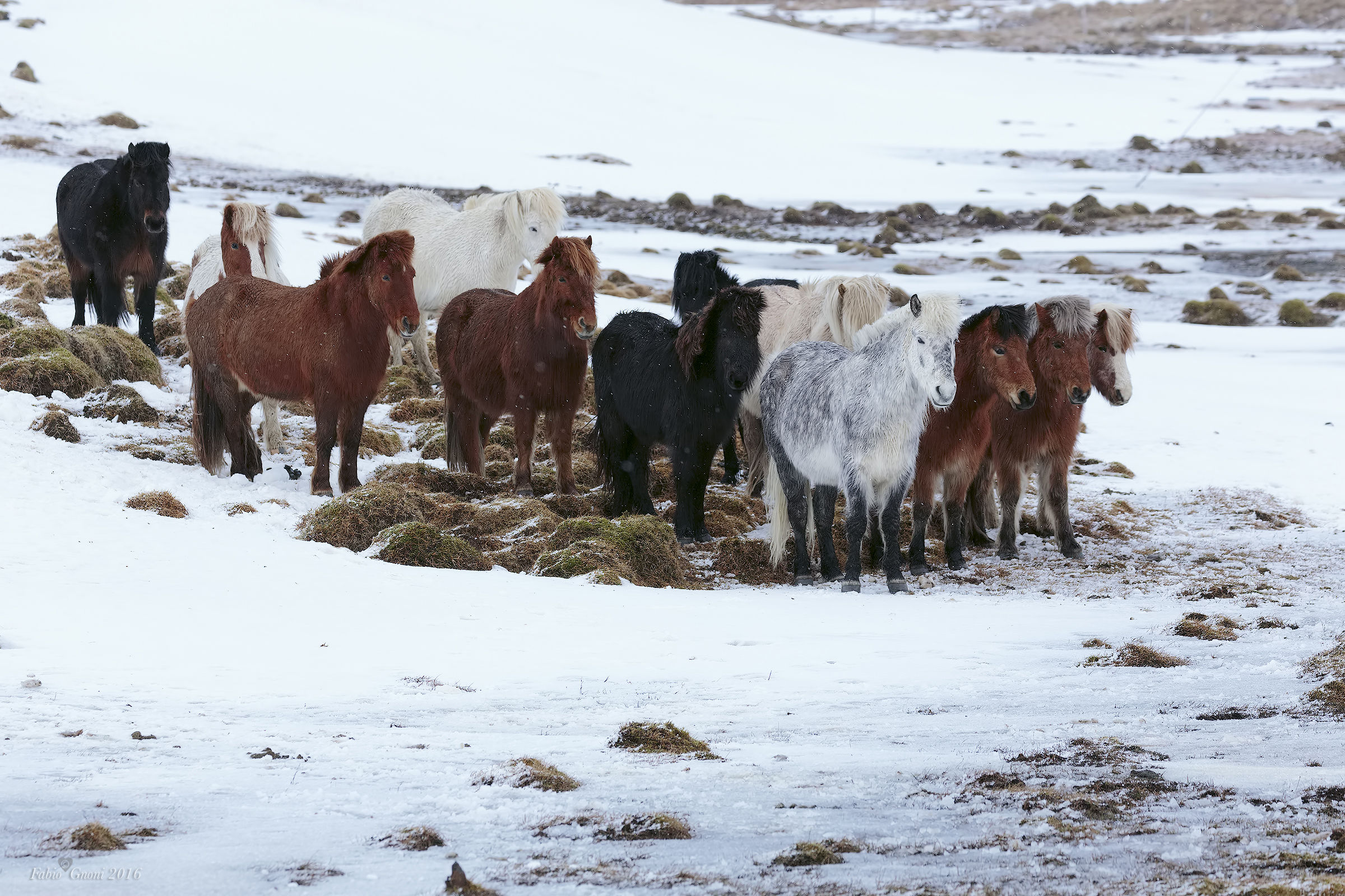 The horses of Kirkjufell...
