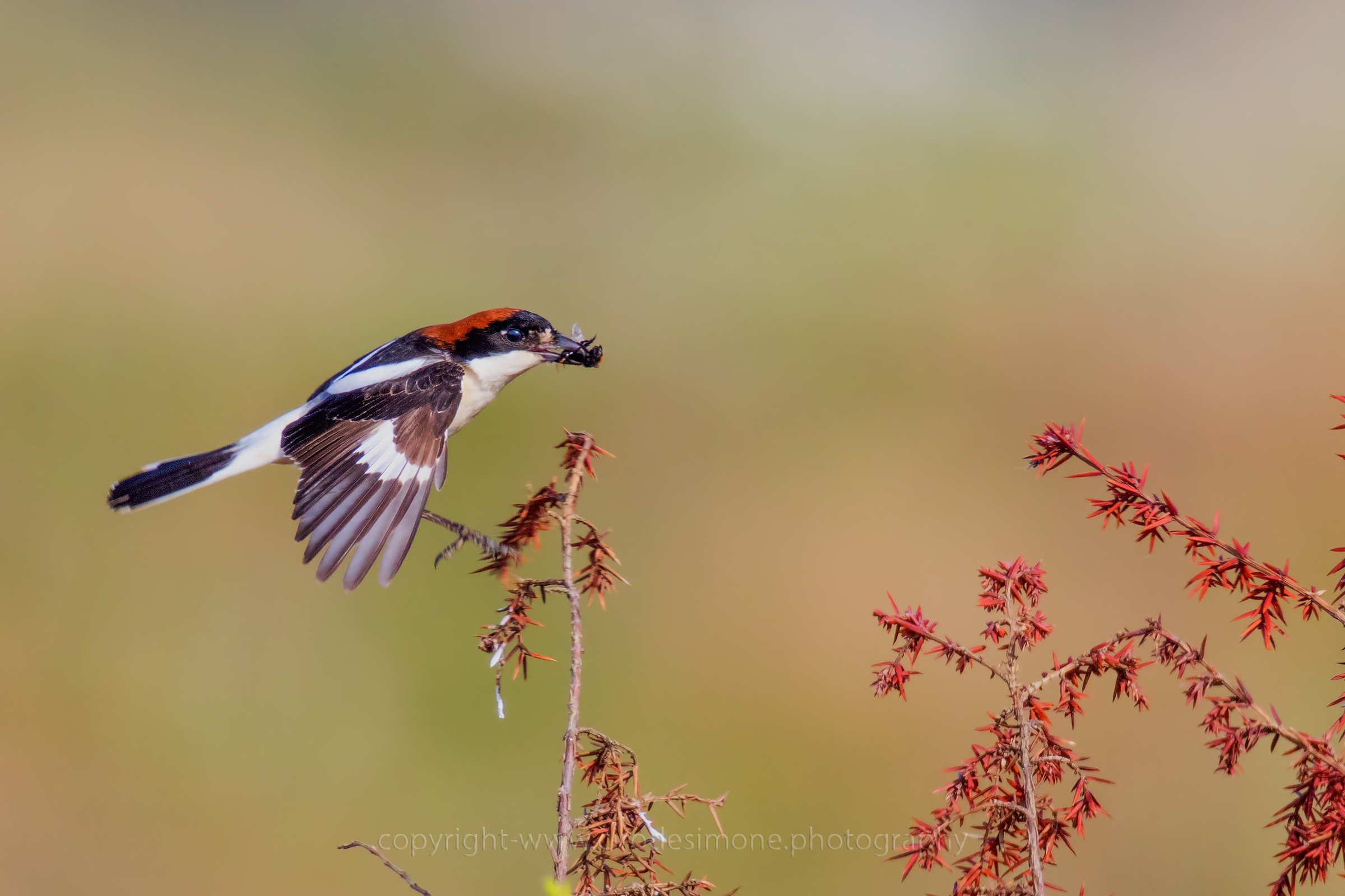 In flight...