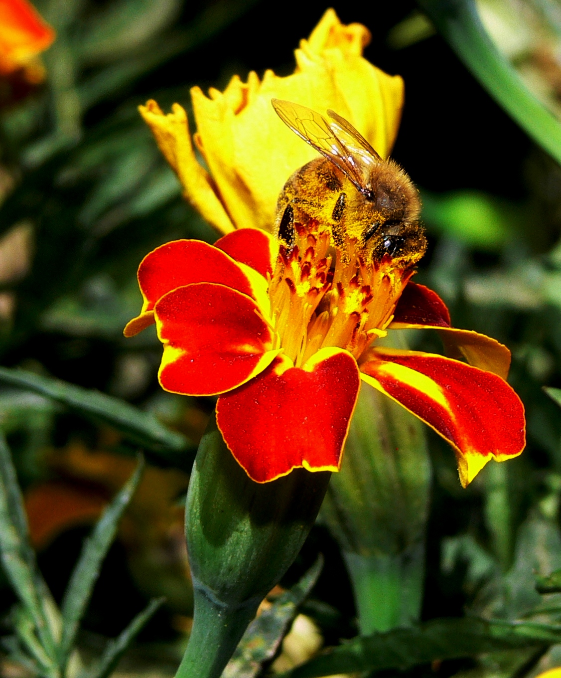 Bee...