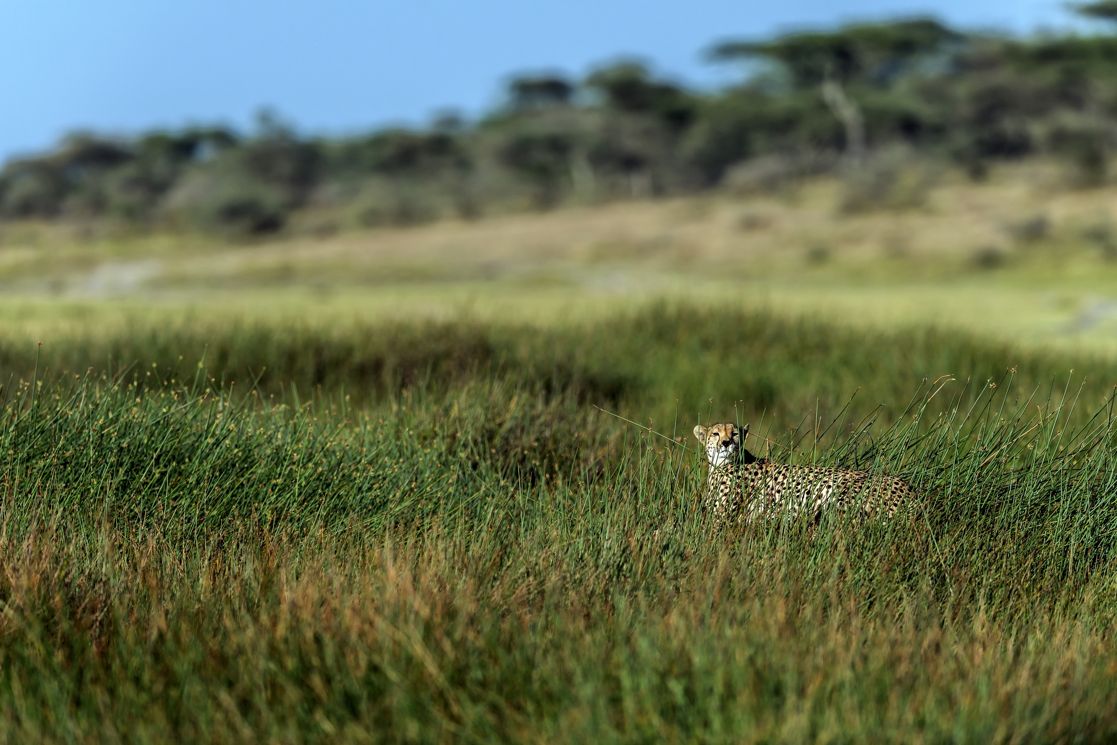 Tanzania 2016 - The Grass...