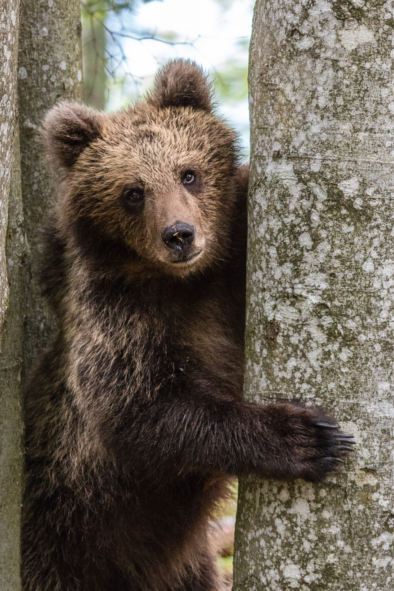 Orso Bruno...