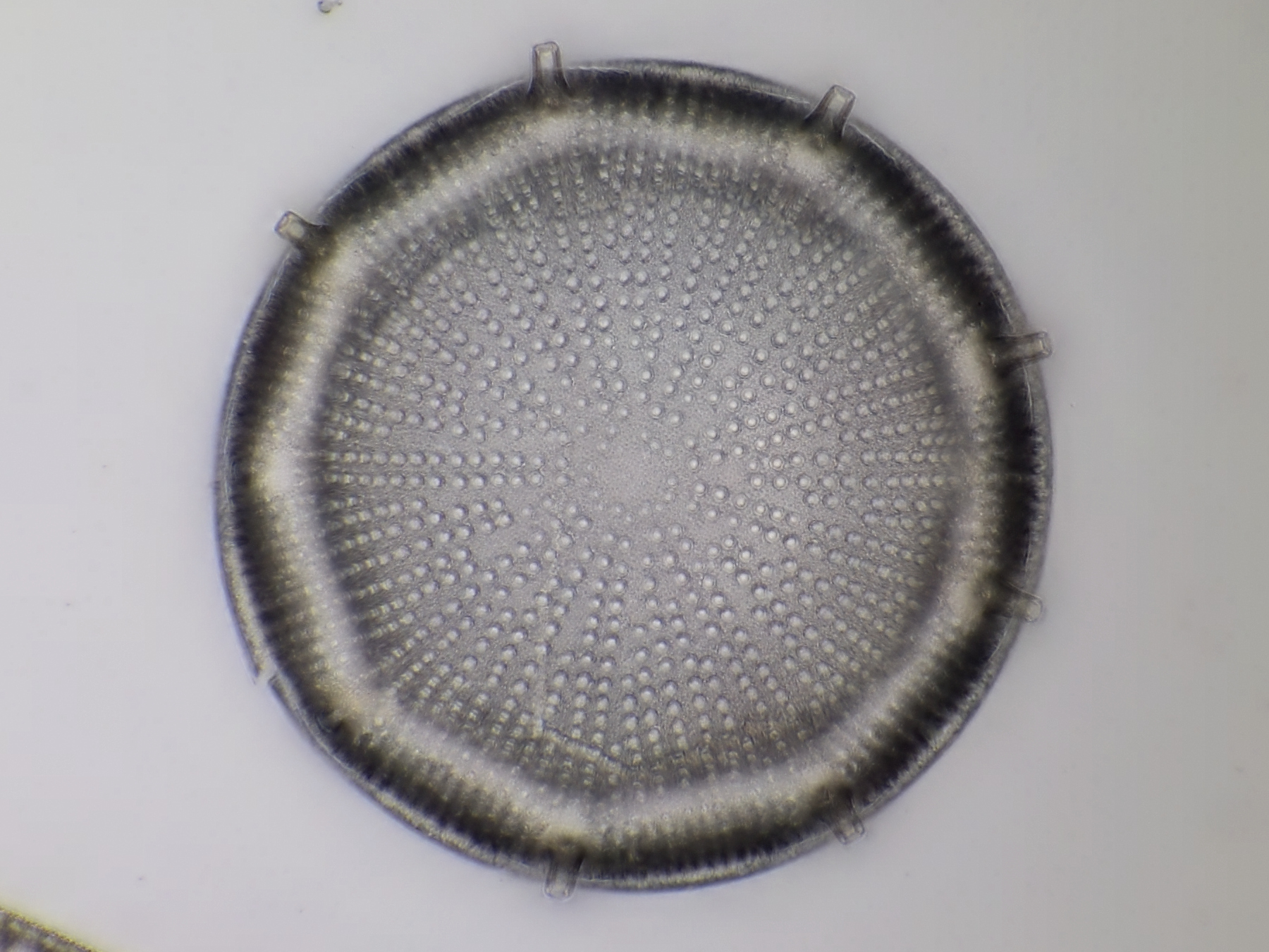 Diatom fossil Oamaru...