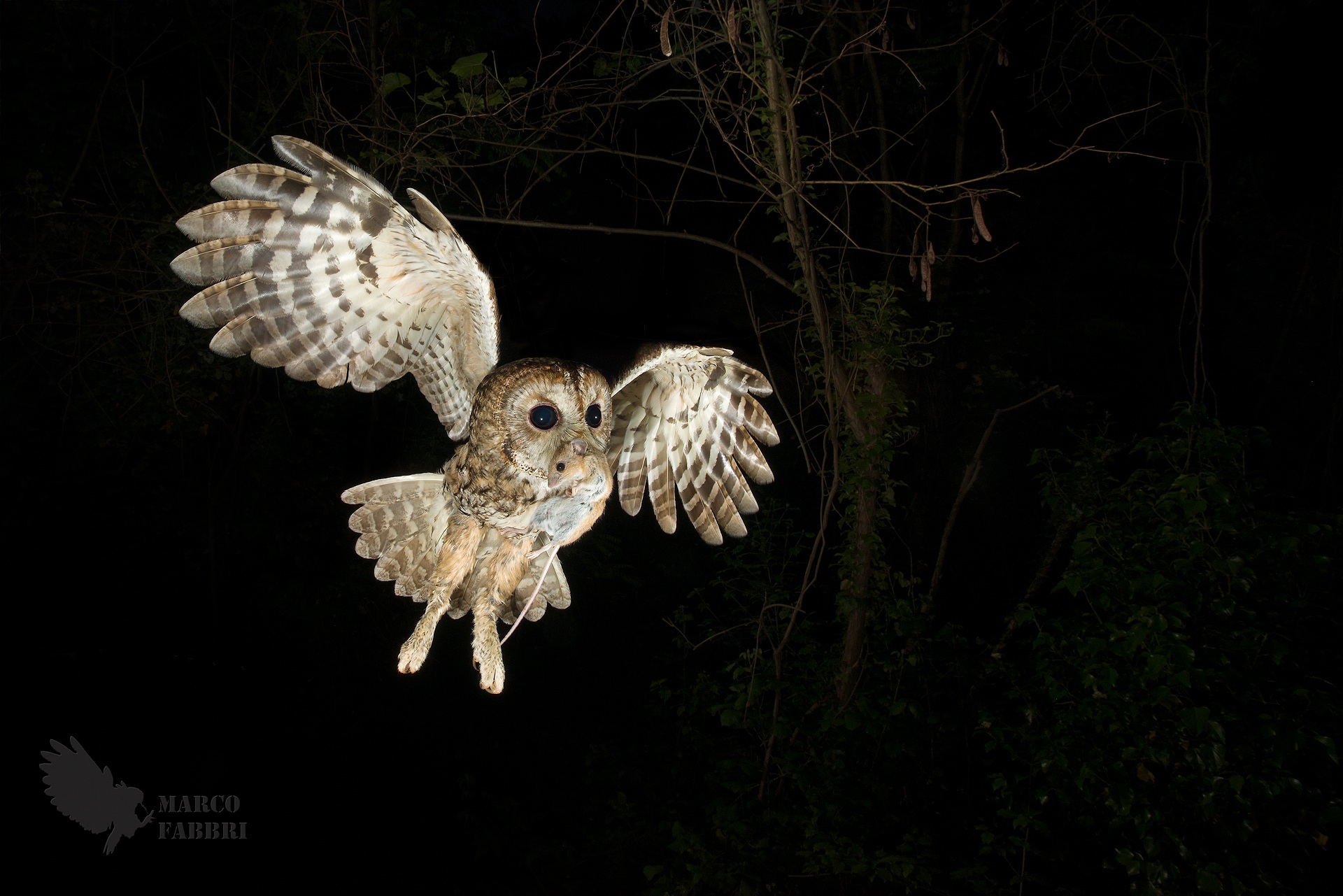 Tawny owl with prey...