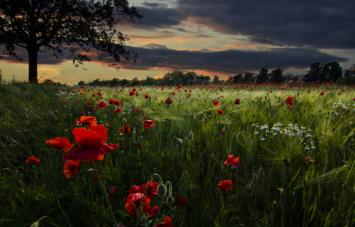 Poppies at sunset 2...