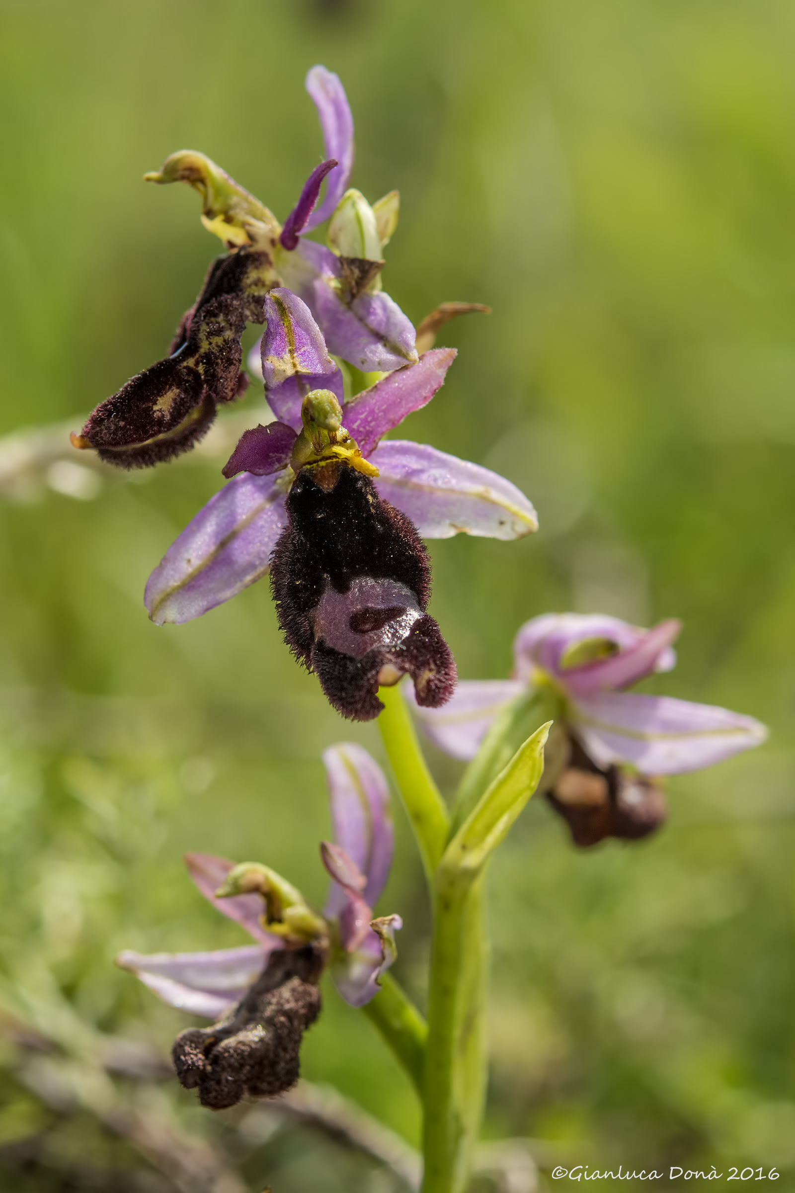 Ophrys bertolonii subsp. benacensis  (Reisigl) P.Delf....
