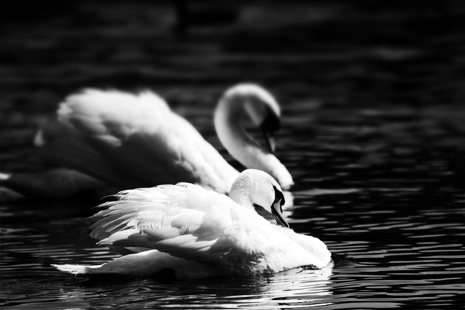 Swans - 2016...