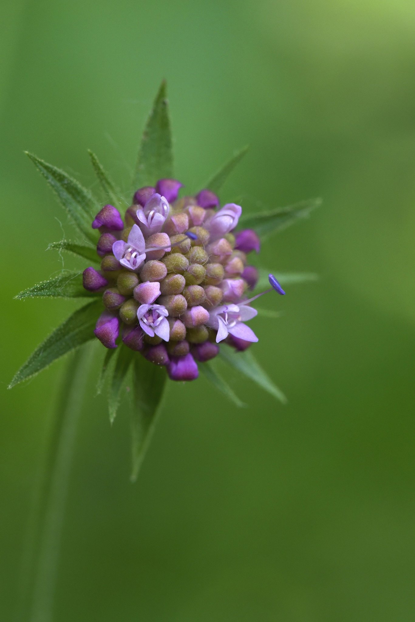 little beauties...