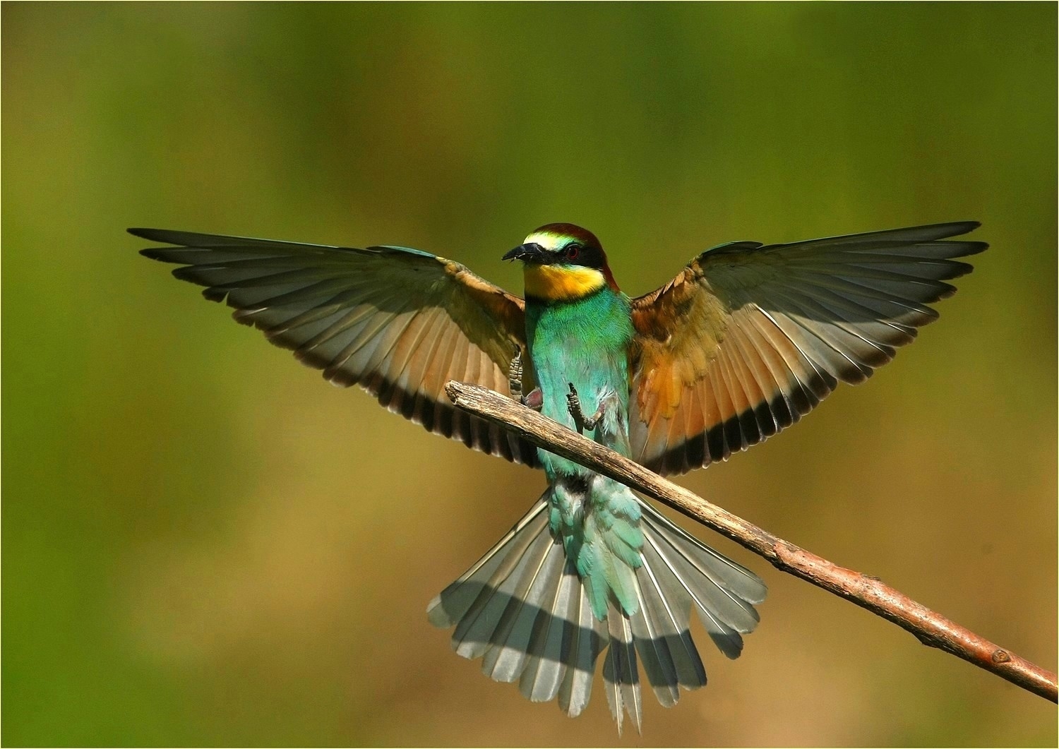, Bee-eater,...