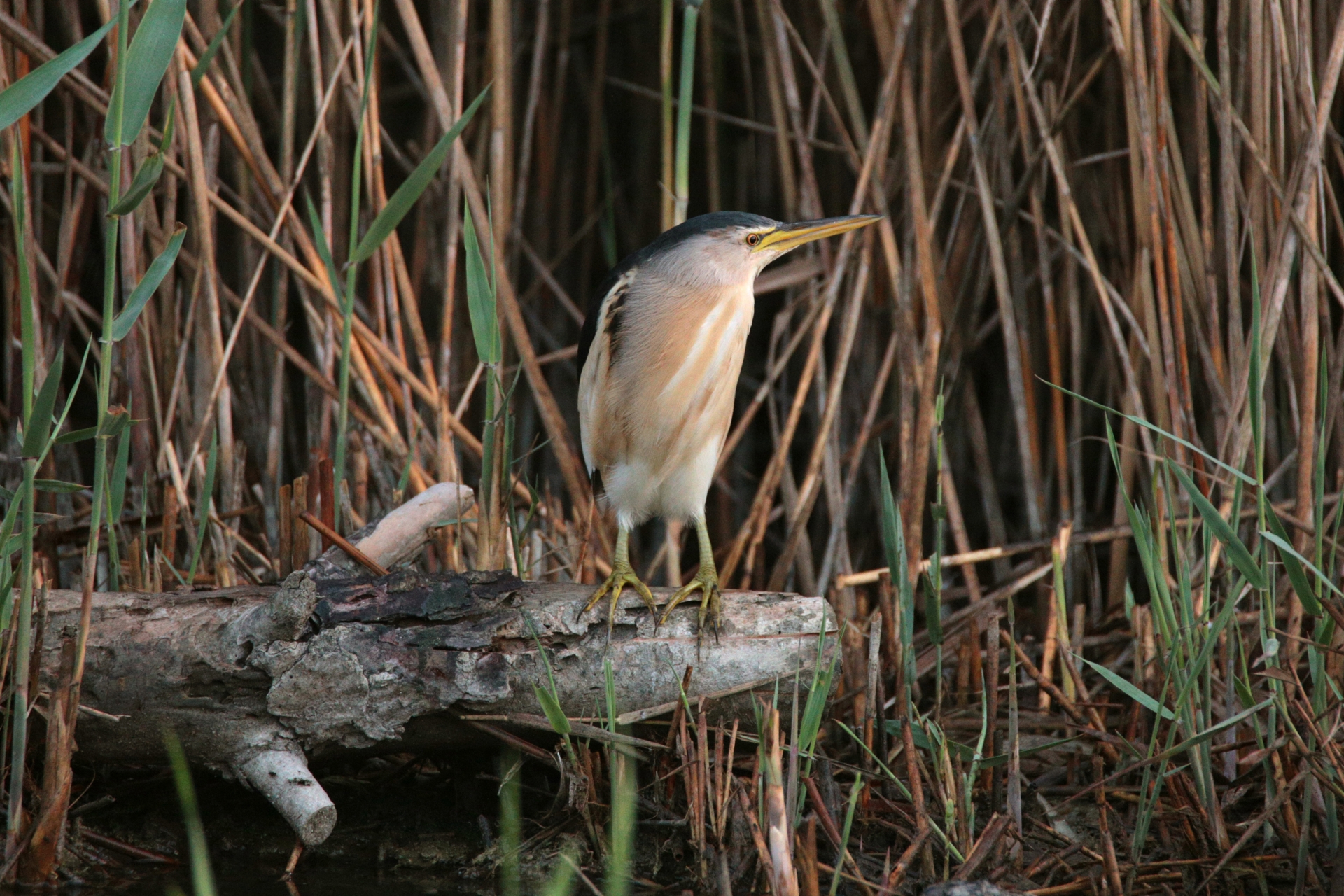 Bittern (Ixobrychus minutus)...