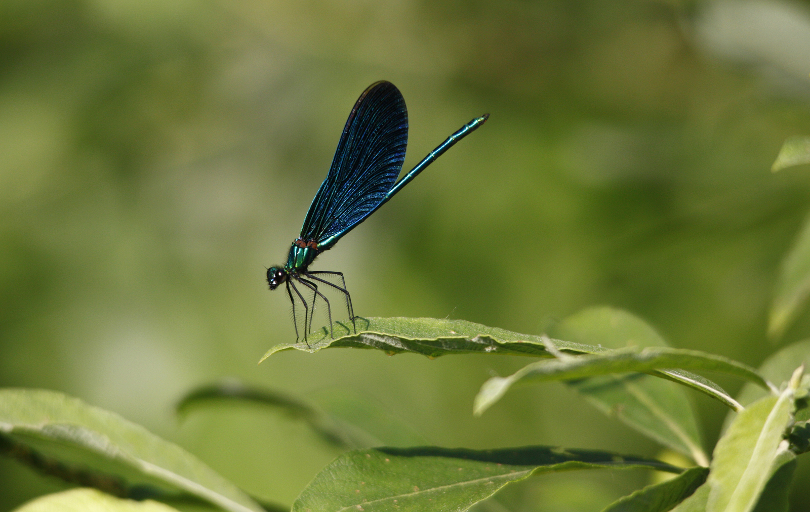 Dragonfly...