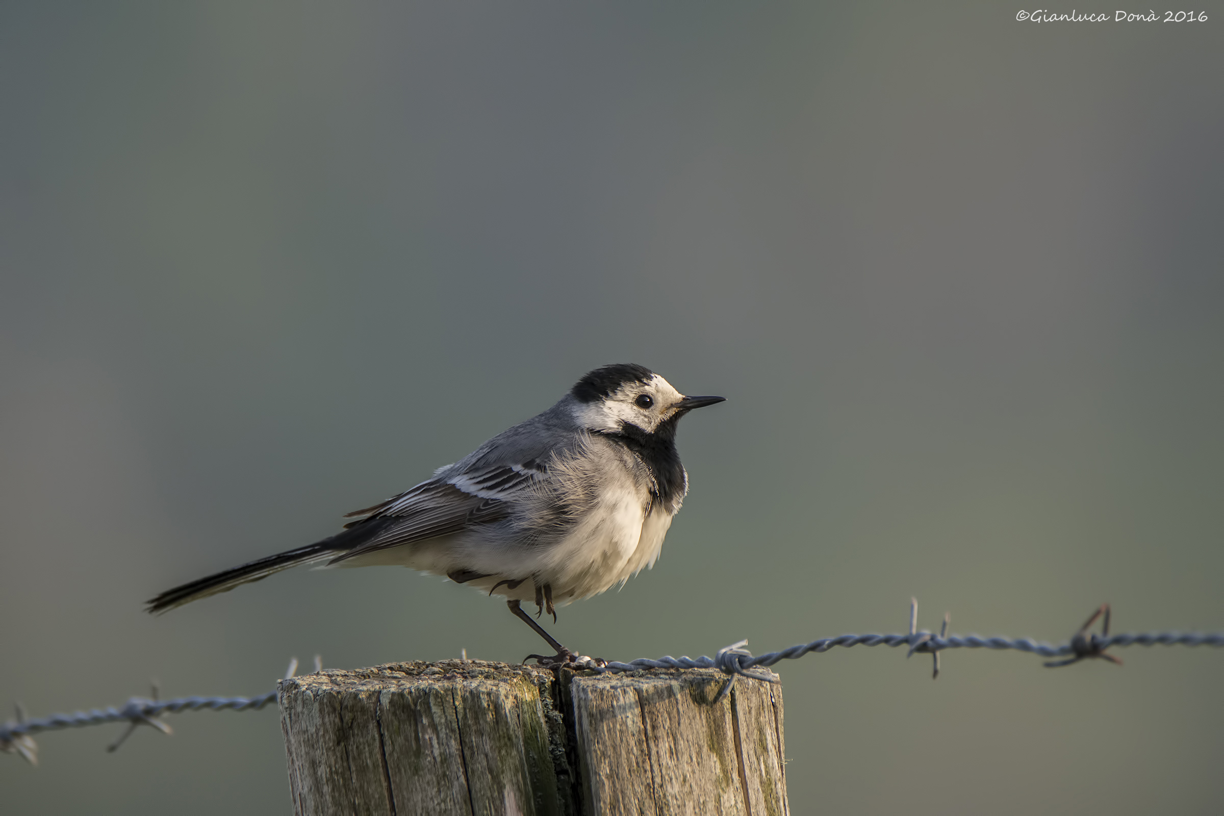 Motacilla alba L., 1758...