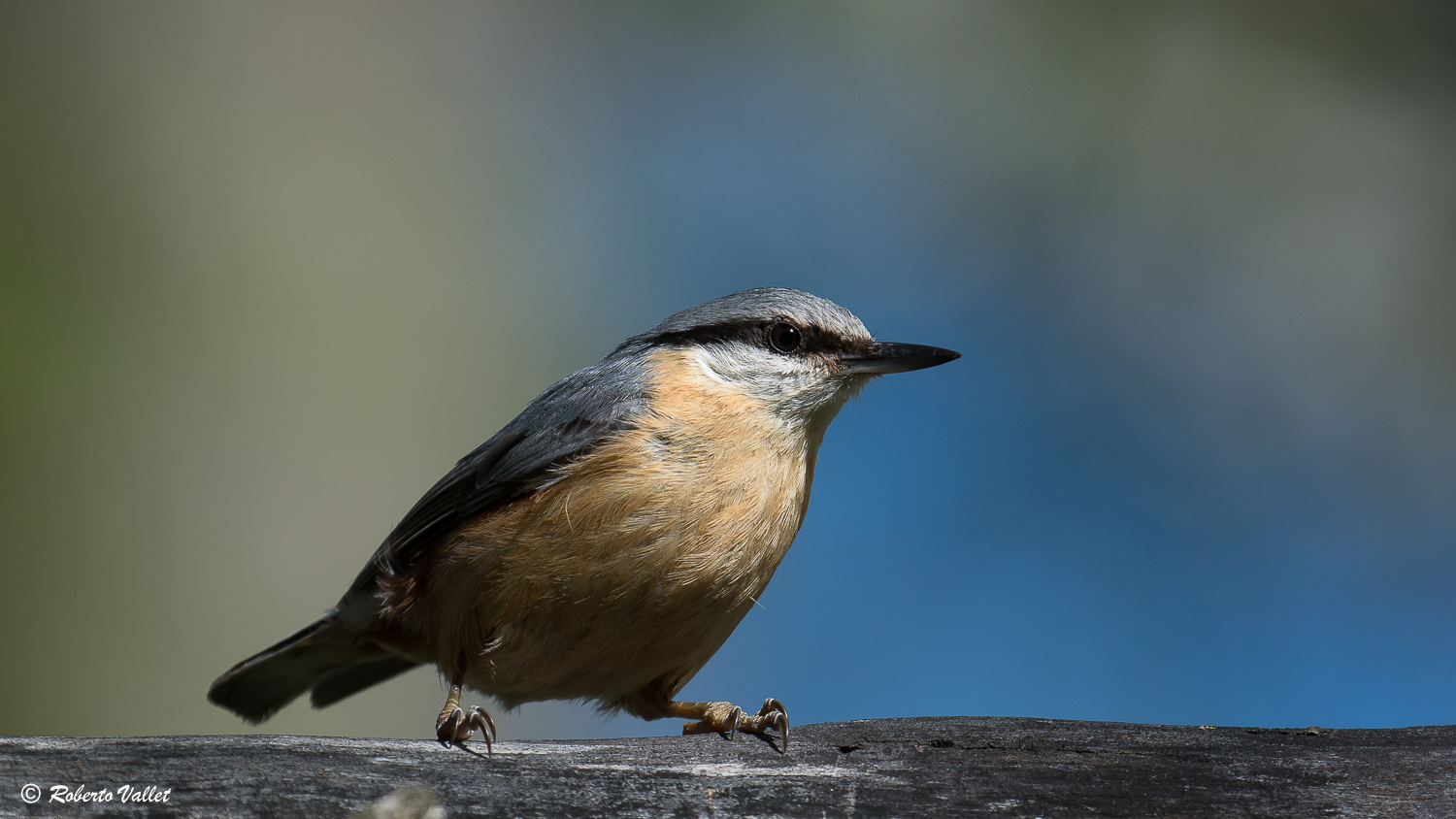 nuthatch...