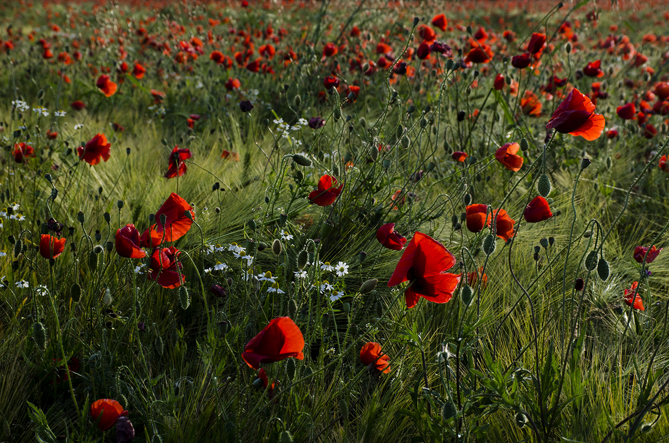 Field with chamomile and poppy flowers...