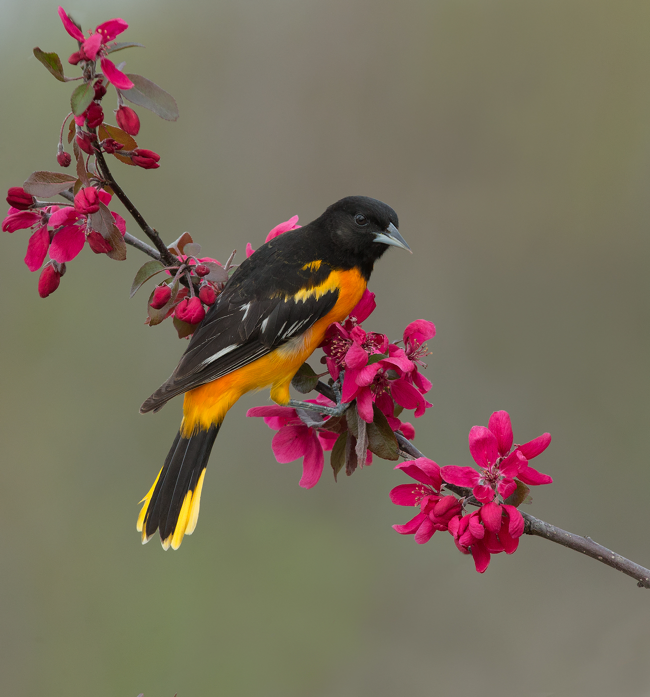 Baltimore Oriole maschio...