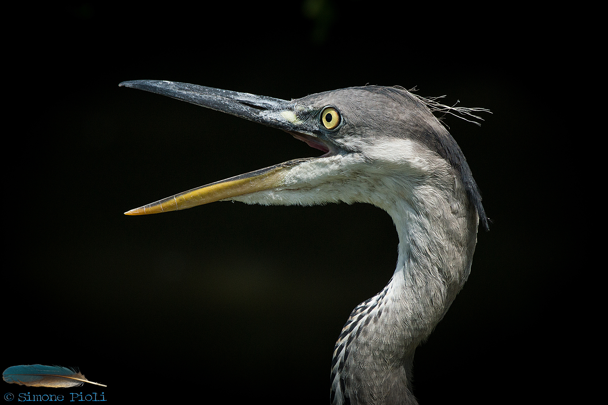 The cry of the young heron...
