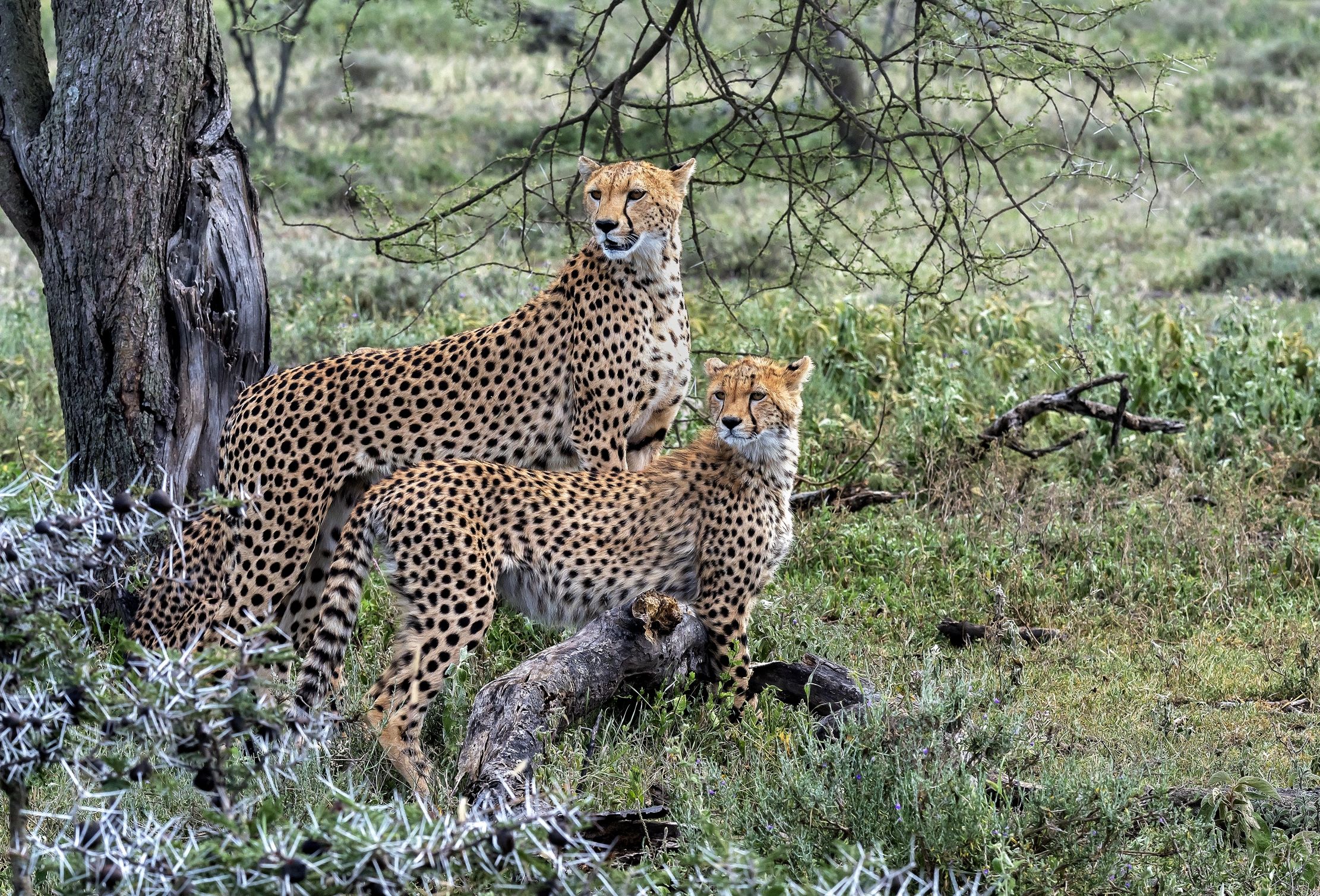Tanzania 2016 - Mother and son...