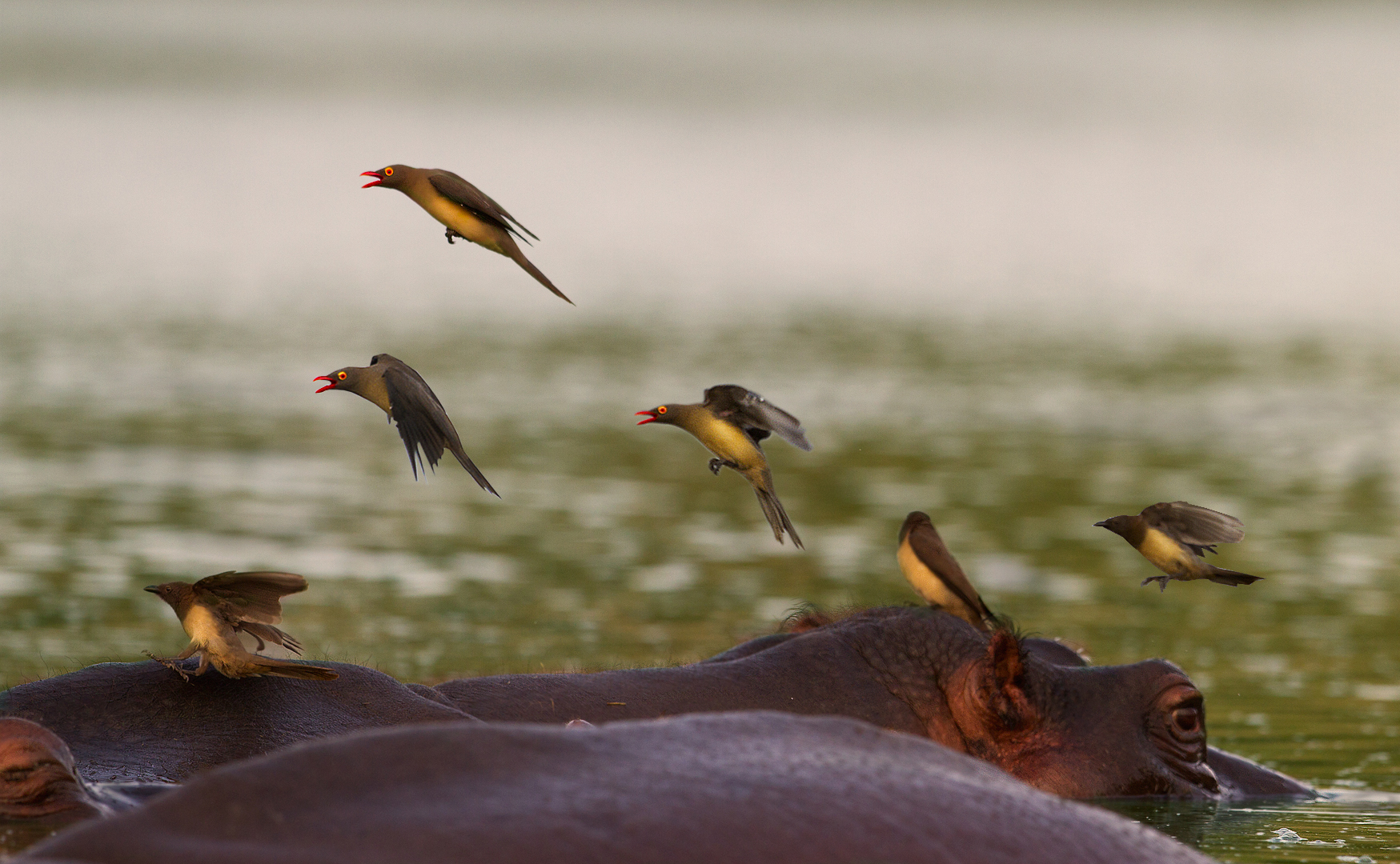 Red billed oxpeckers going for a meal...