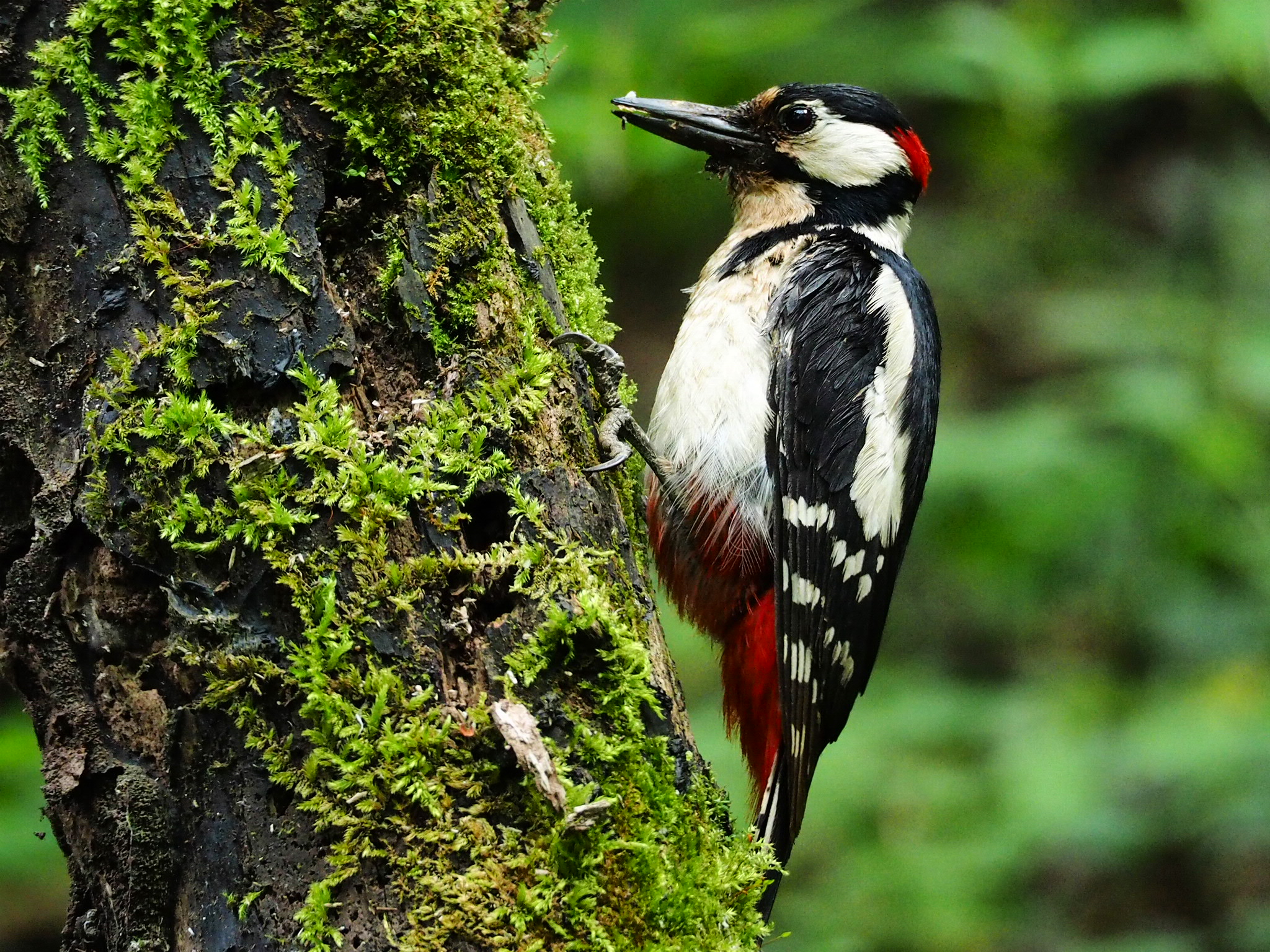 Great Spotted Woodpecker Male...