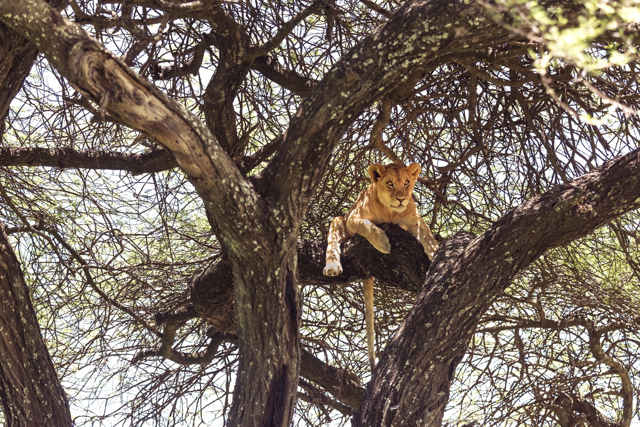 Tanzania 2016 - Sull'albero...