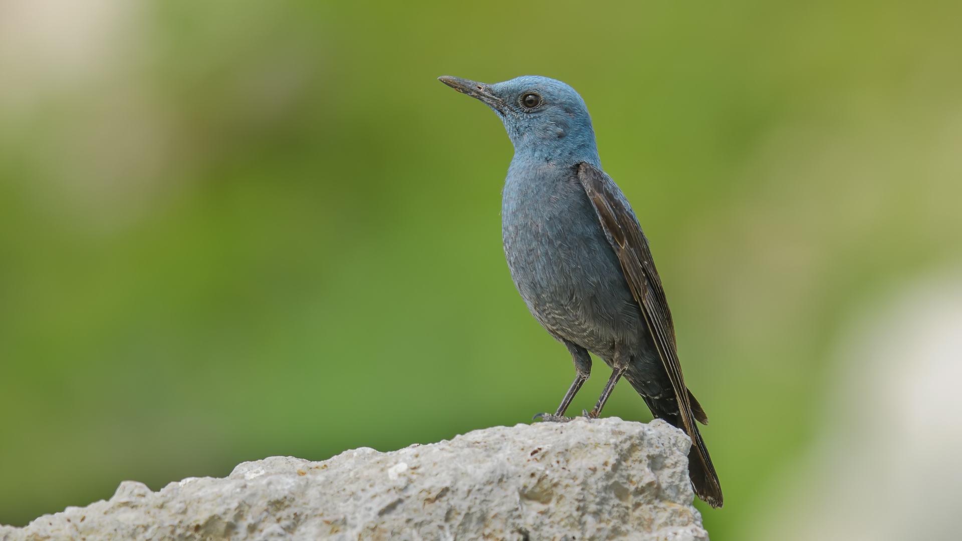 Monticola solitarius » Blue rock thrush...