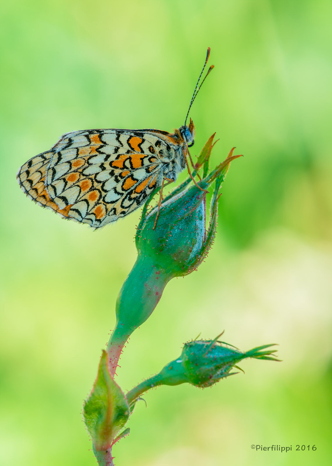 melitaea...