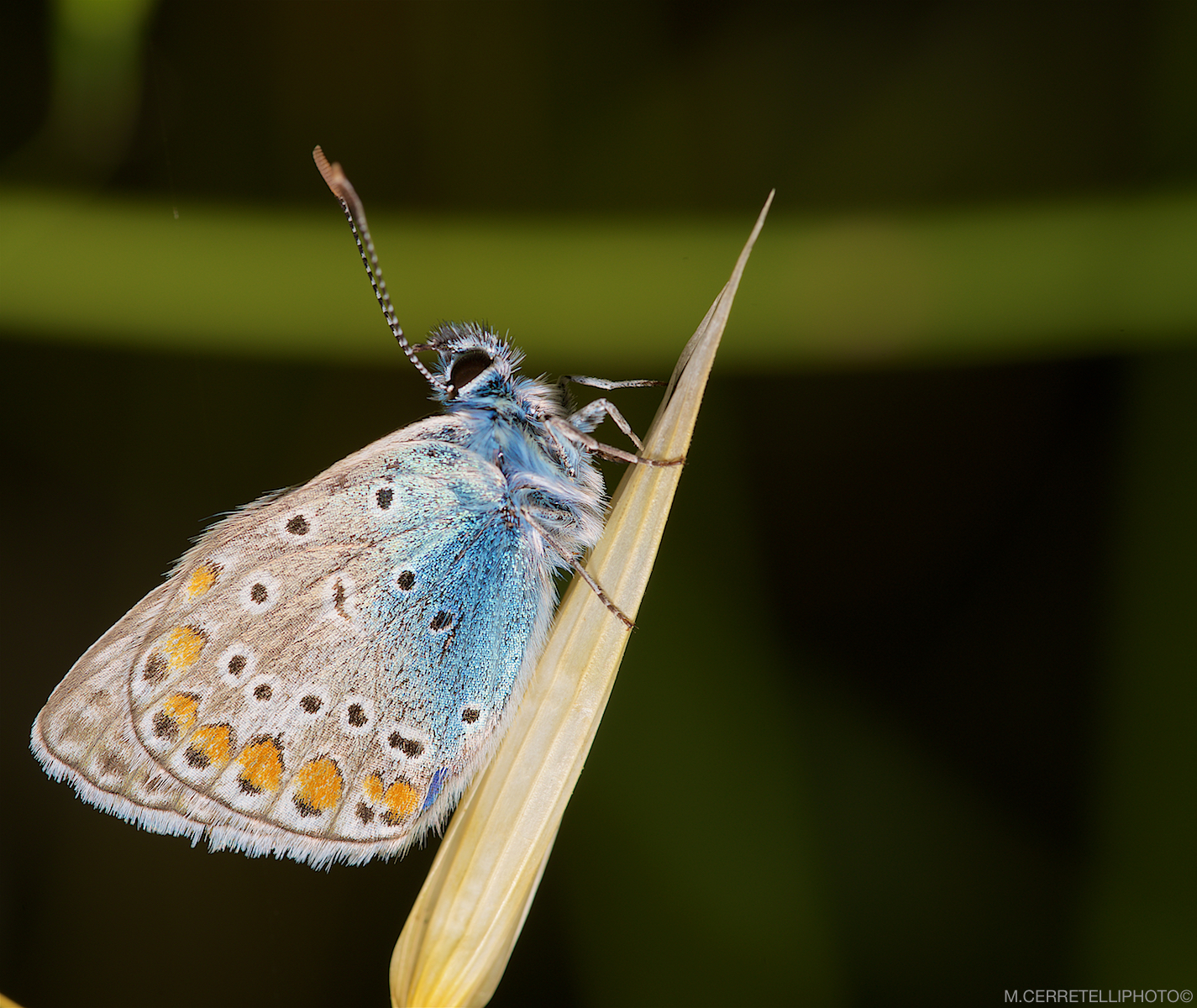 macro...