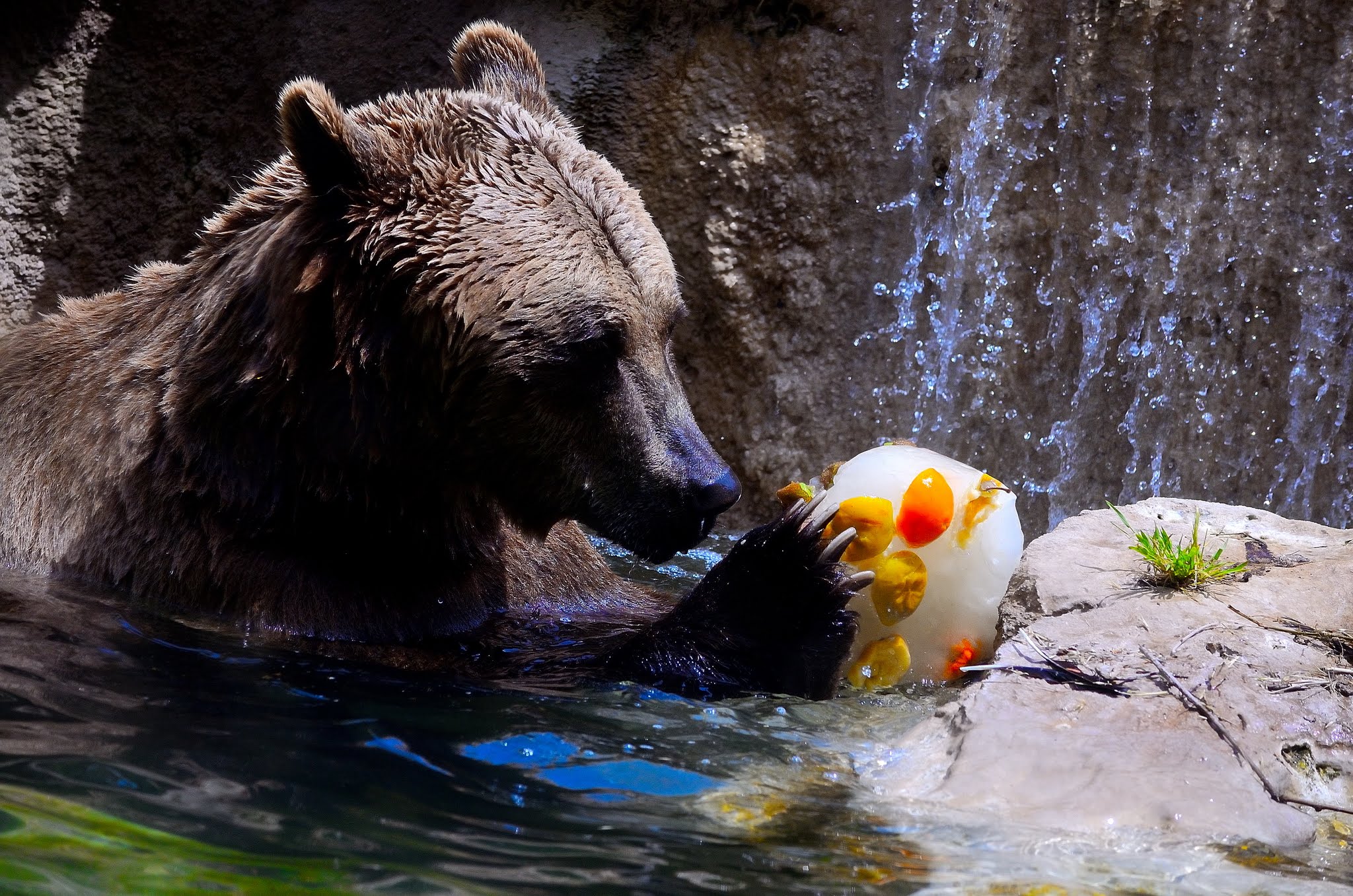 Orso bruno pasto di mezzogiorno....