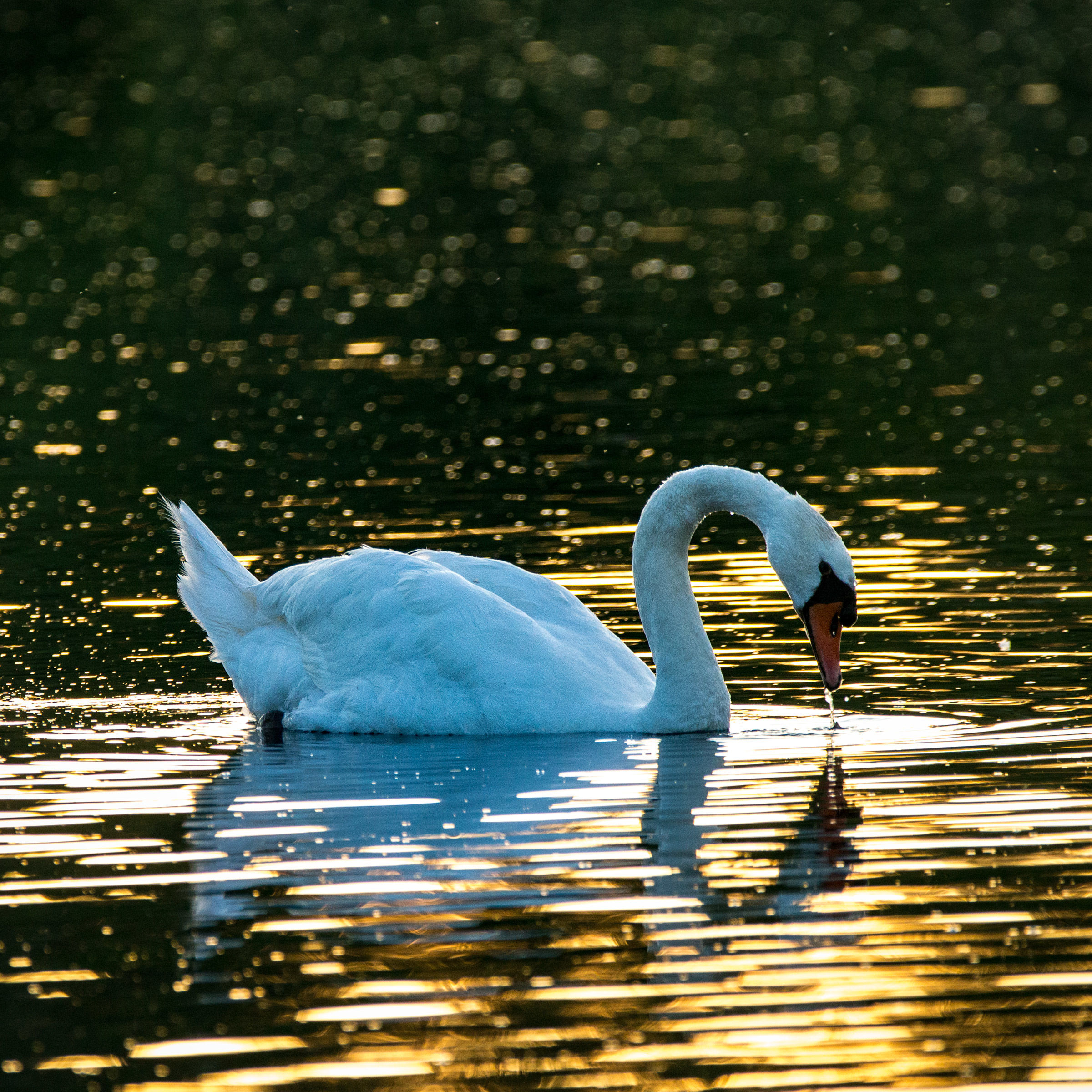 Swan at sunset...